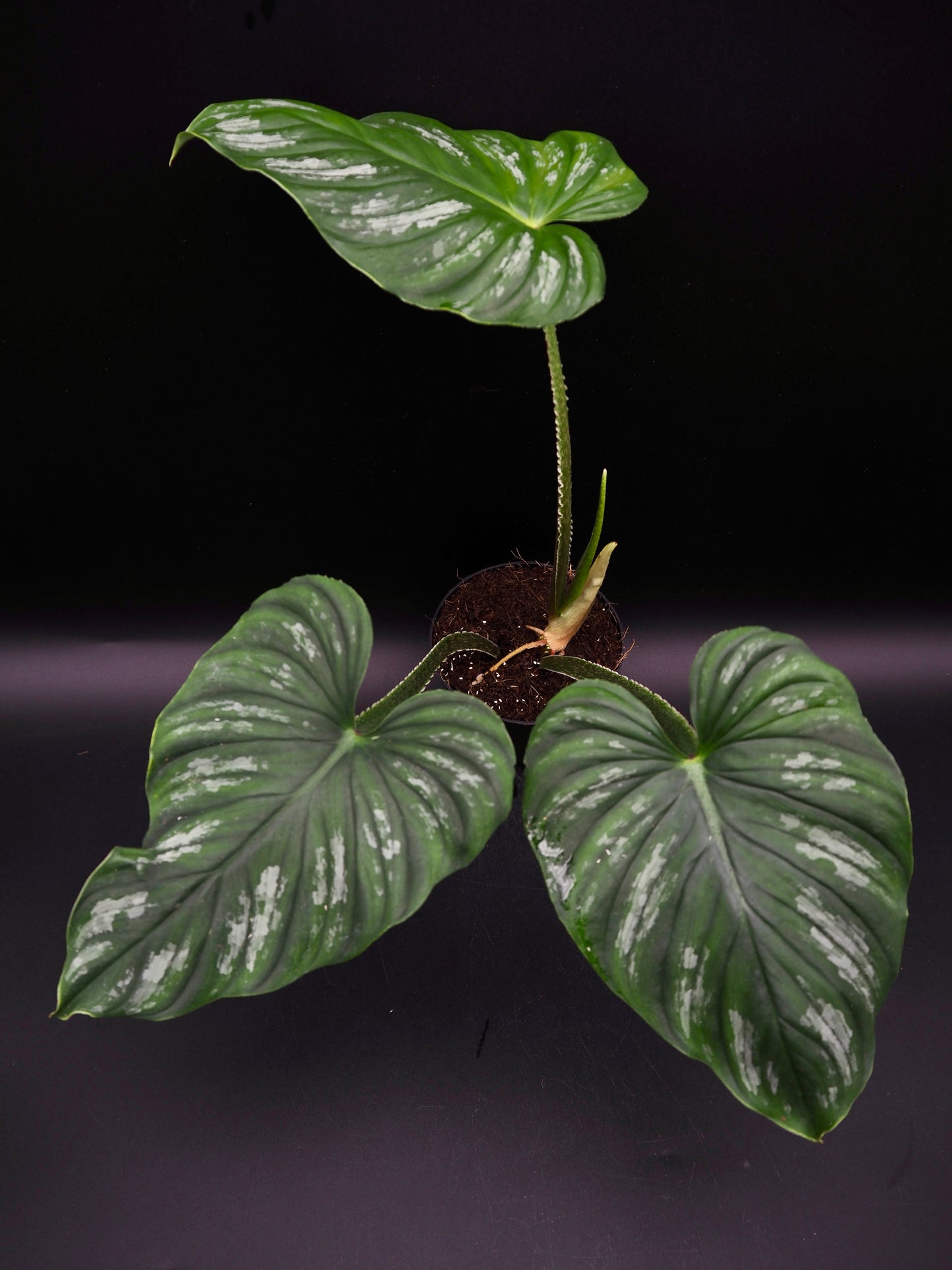 Philodendron Mamei