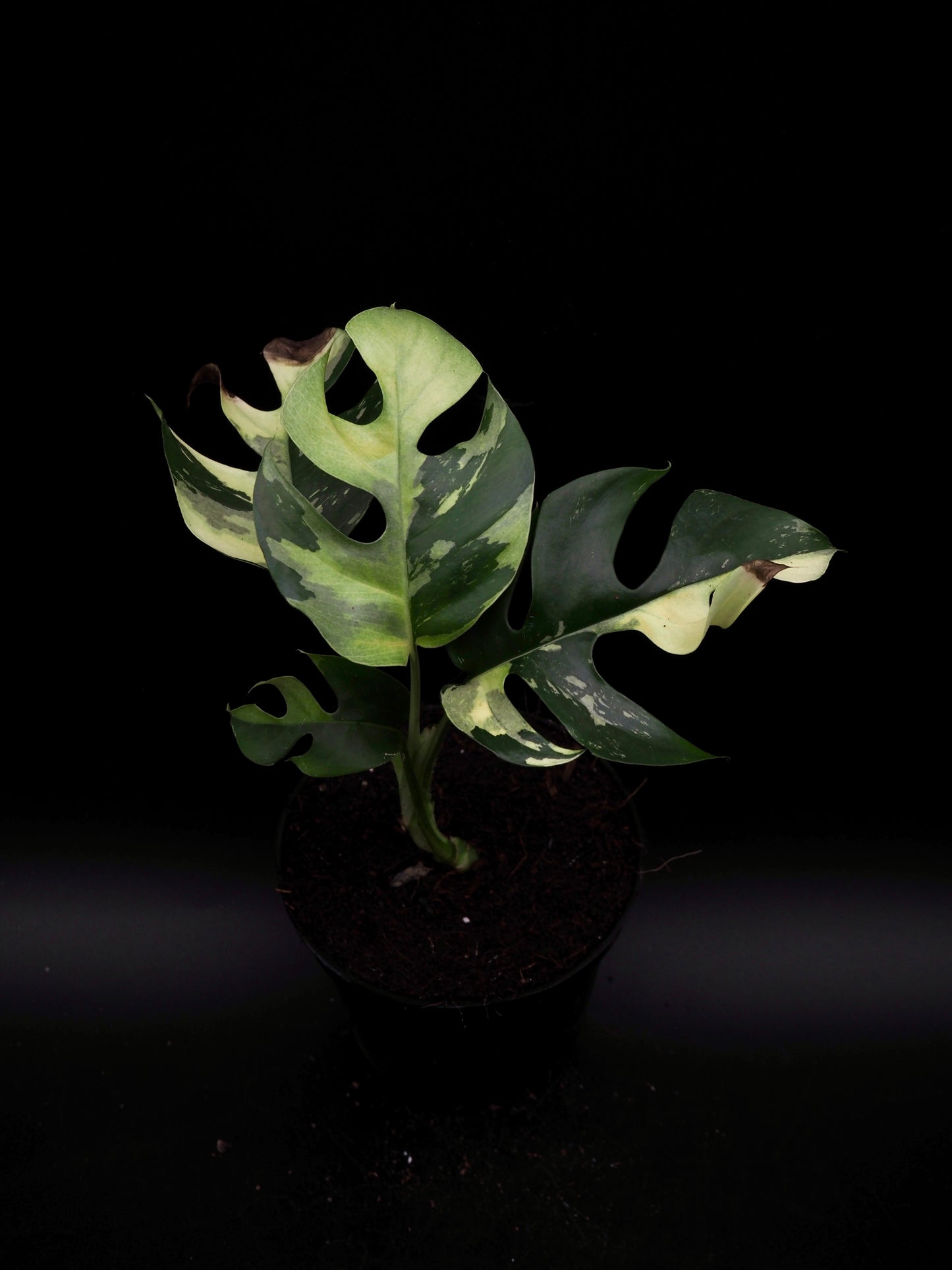 Rhaphidophora Tetrasperma Variegata