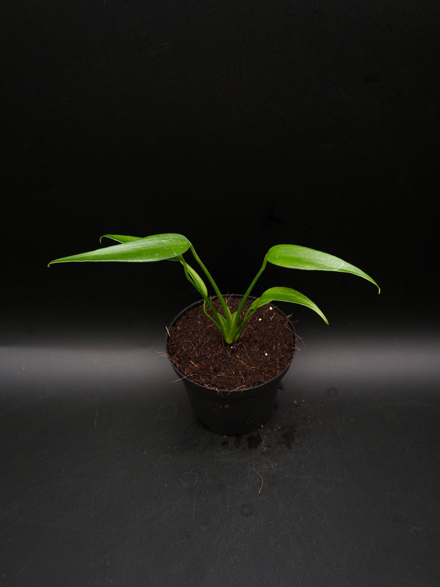 Monstera Burle Marx Flame