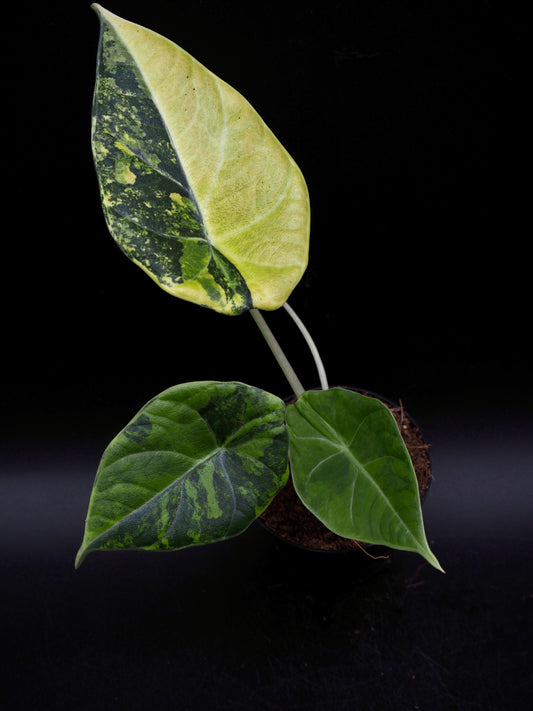 Alocasia Maharani Golden Lime