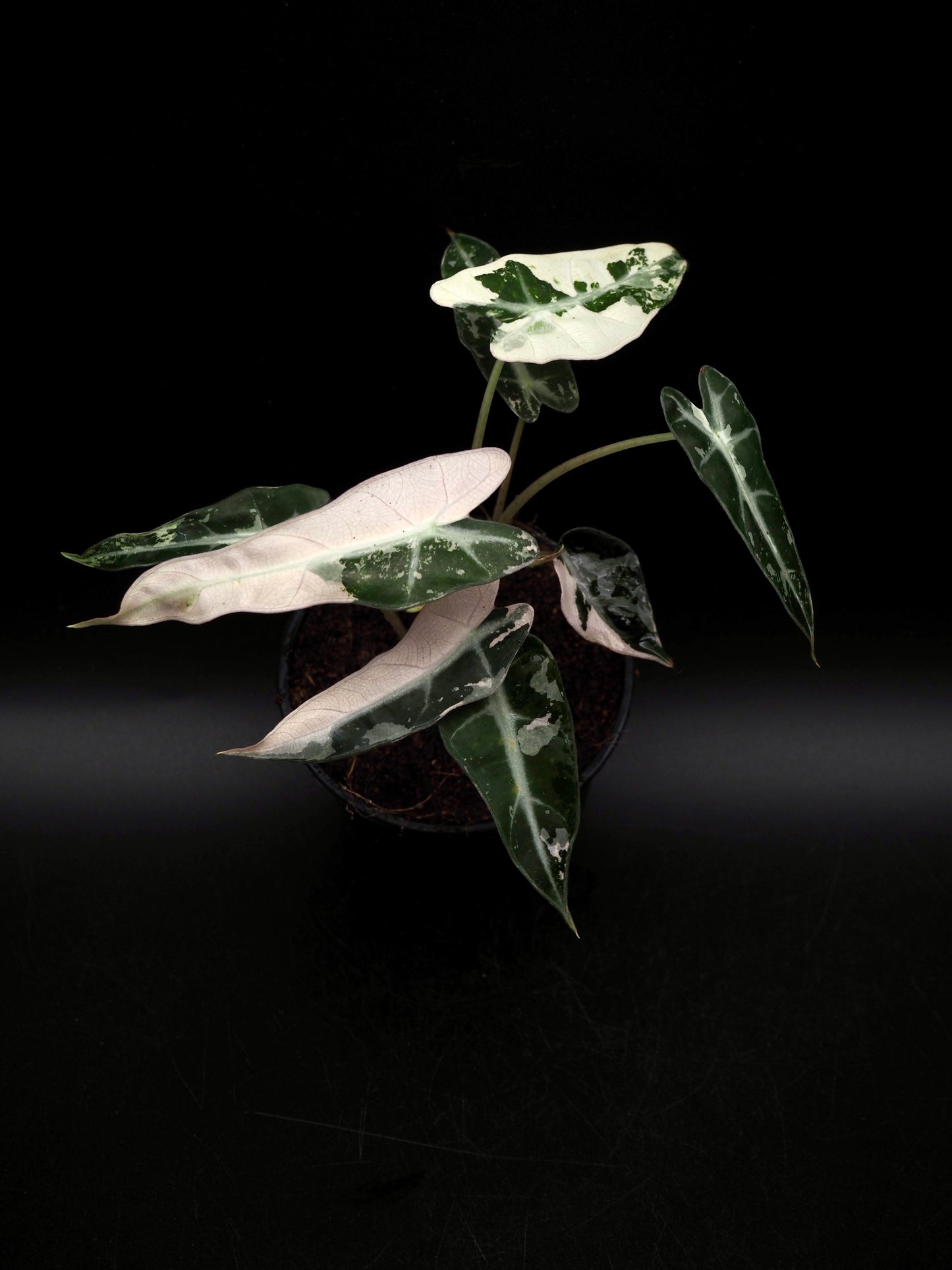 Alocasia Bambino Pink Variegata