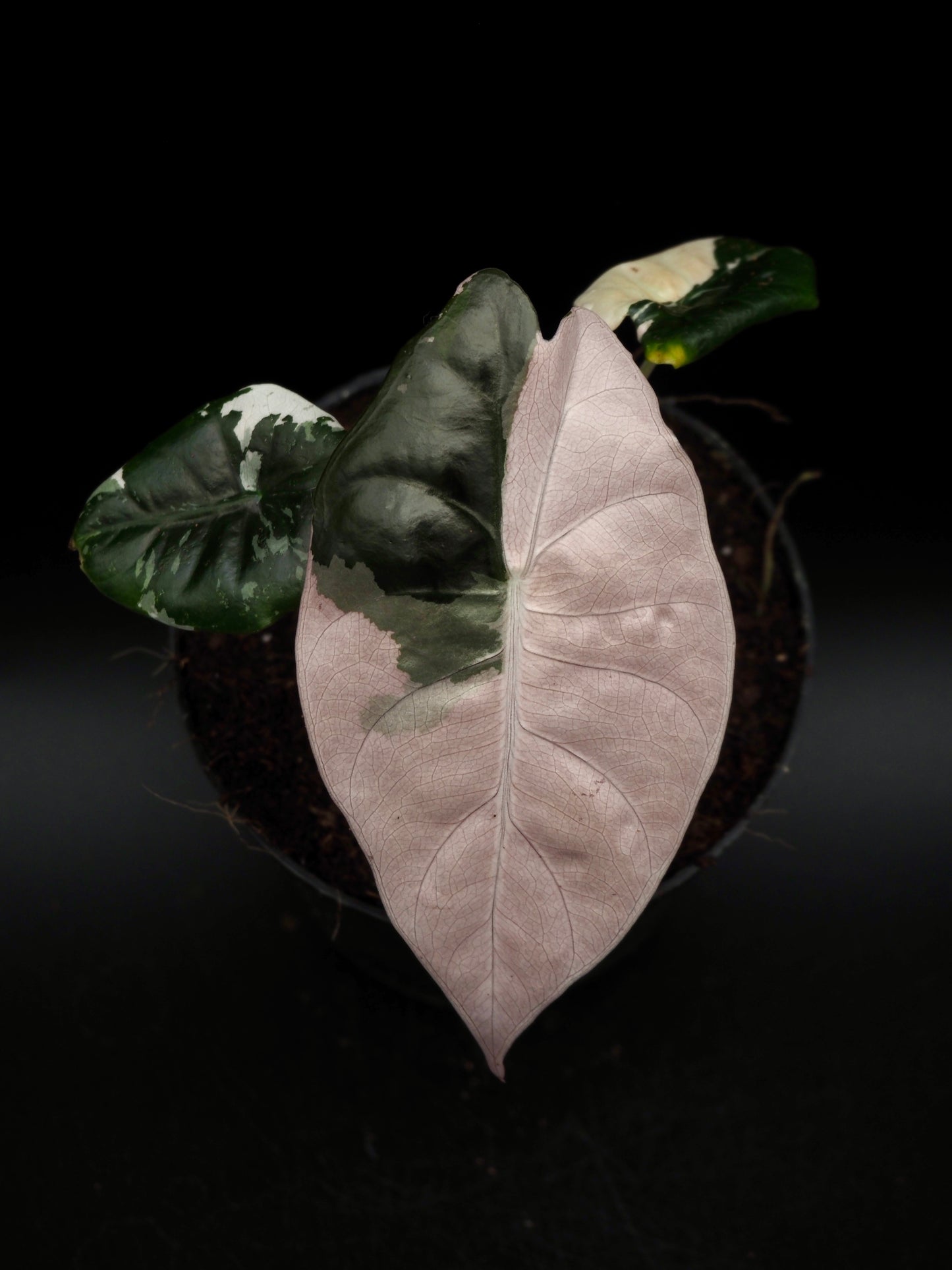 Alocasia Chantrieri Pink