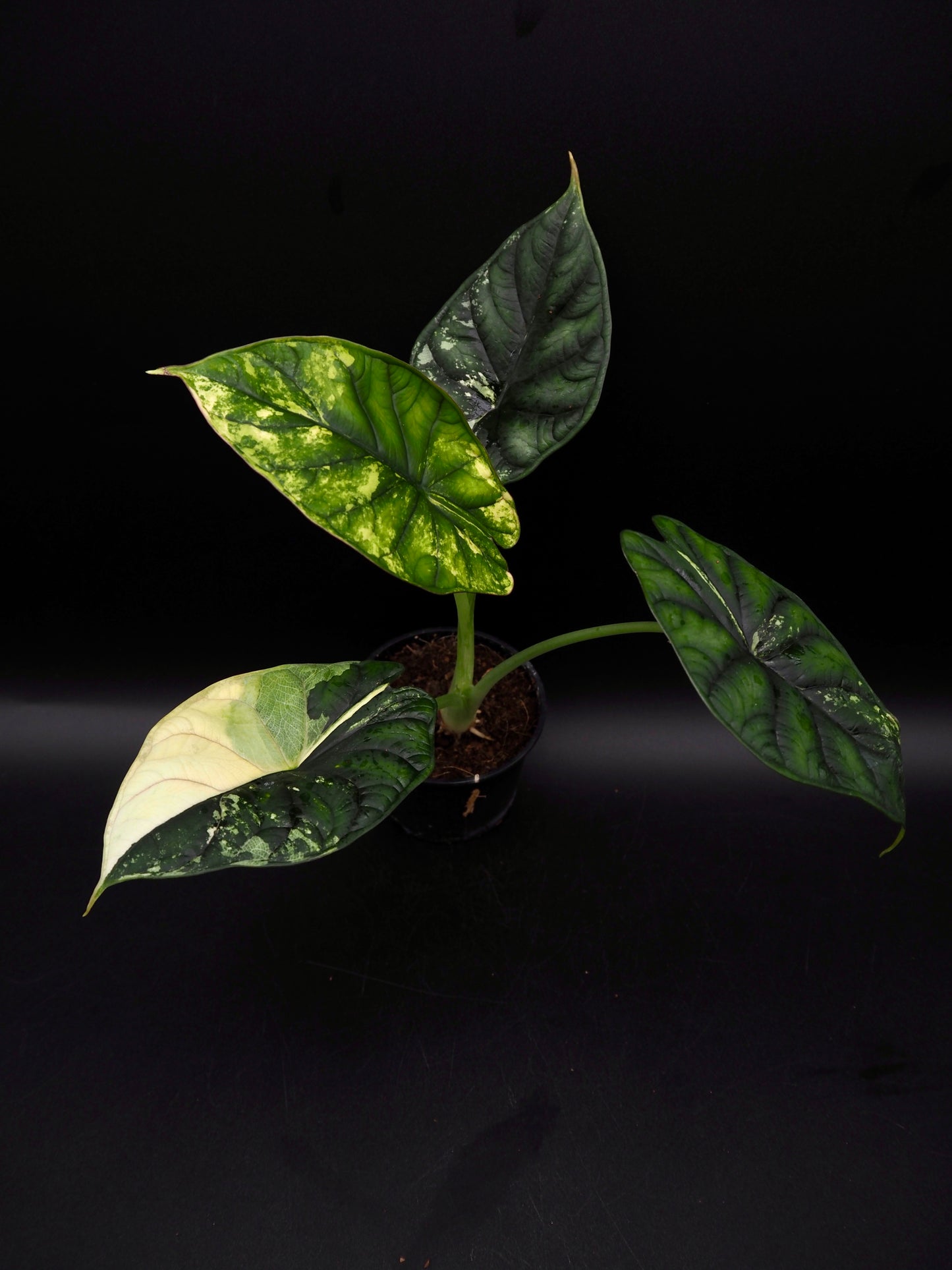 Écaille de dragon Alocasia Albo Variegata