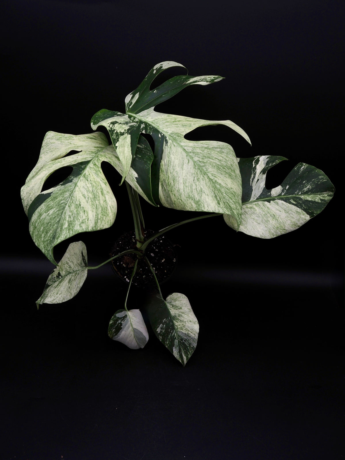 Monstera Deliciosa Jungle Mint