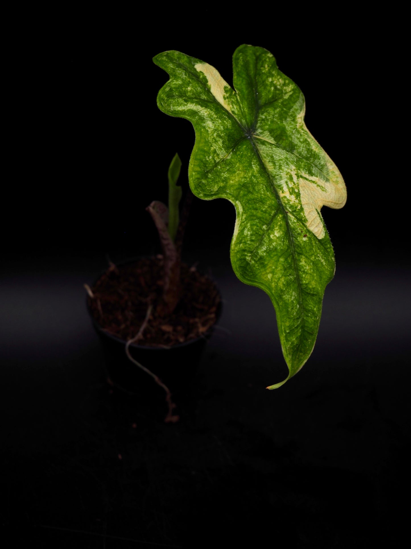 Alocasia Jacklyn Aurea Variegata