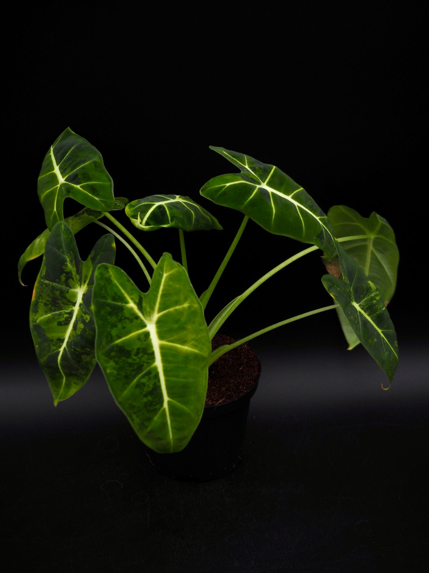 Alocasia Frydek gog