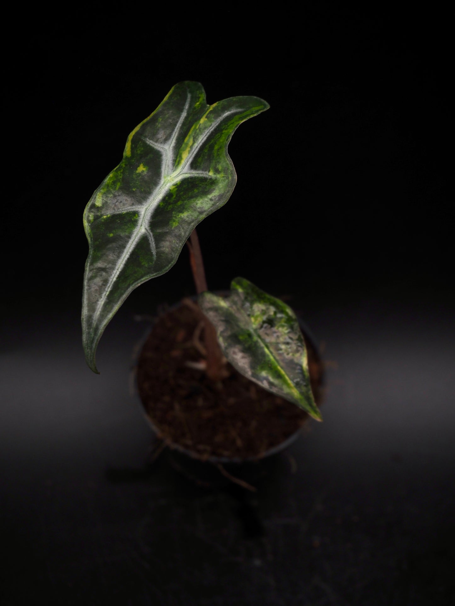 Alocasia Nobilis Aurea