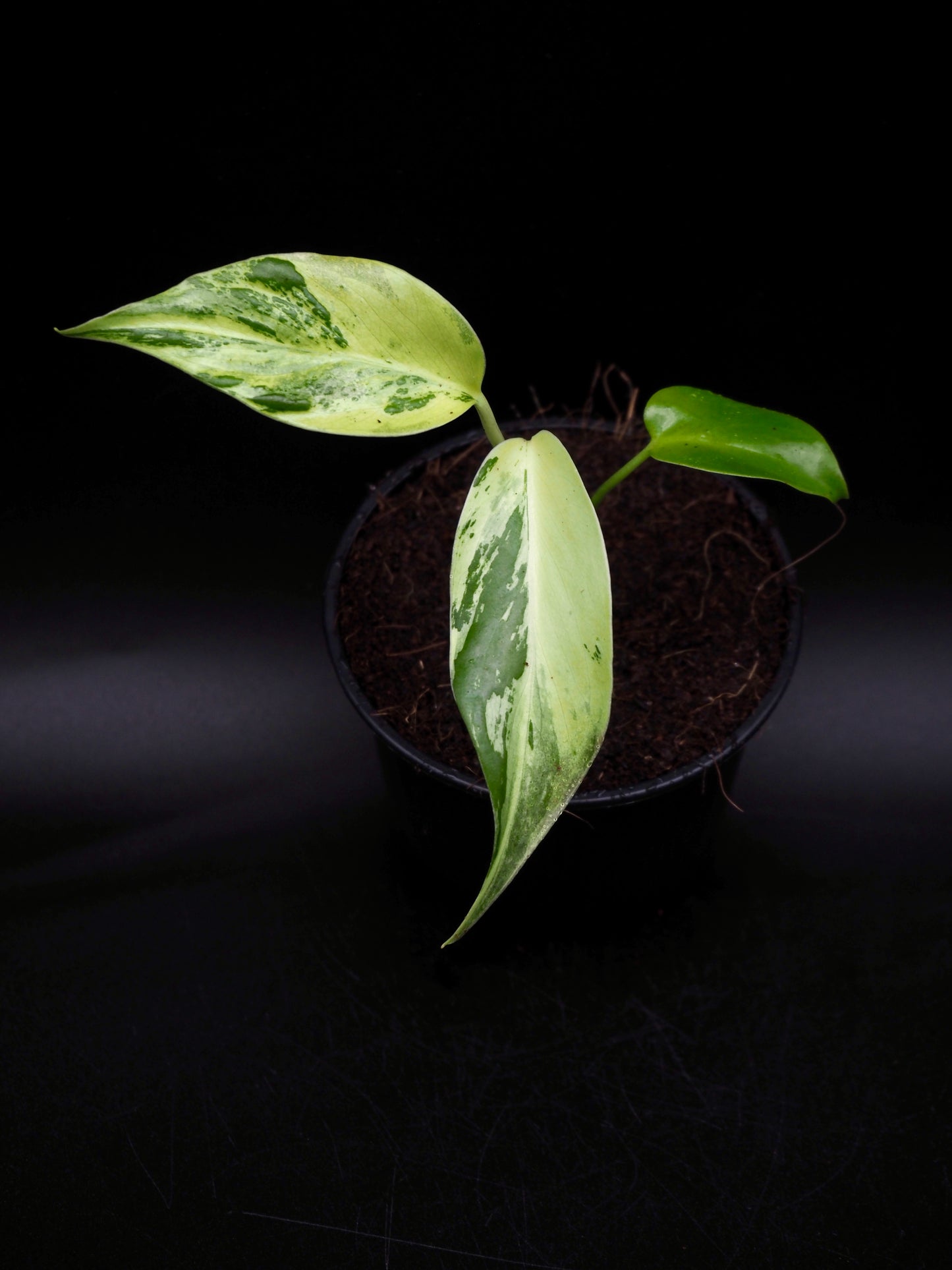 Monstera Light Lime S