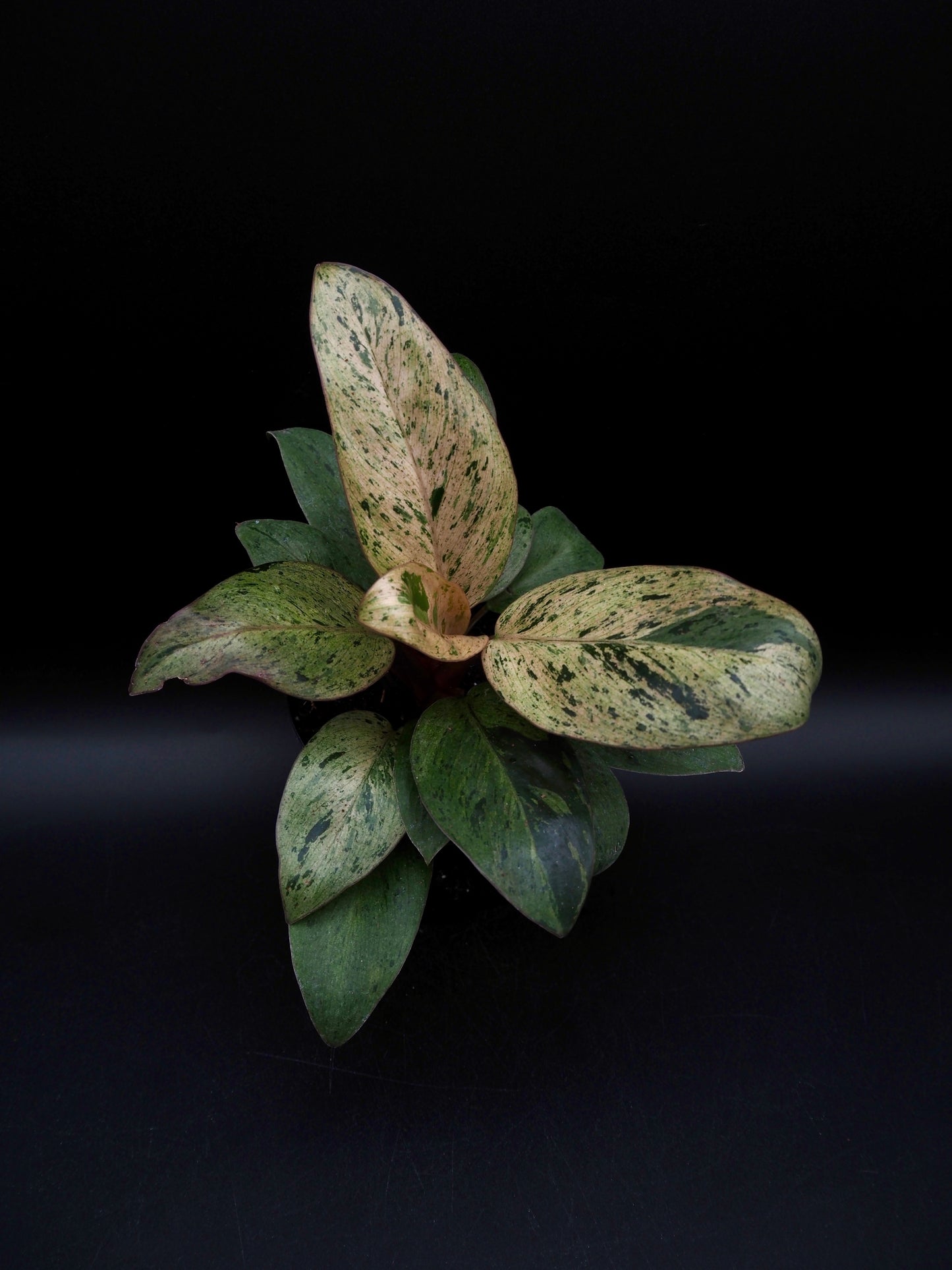 Philodendron Red Congo Dwarf Marble