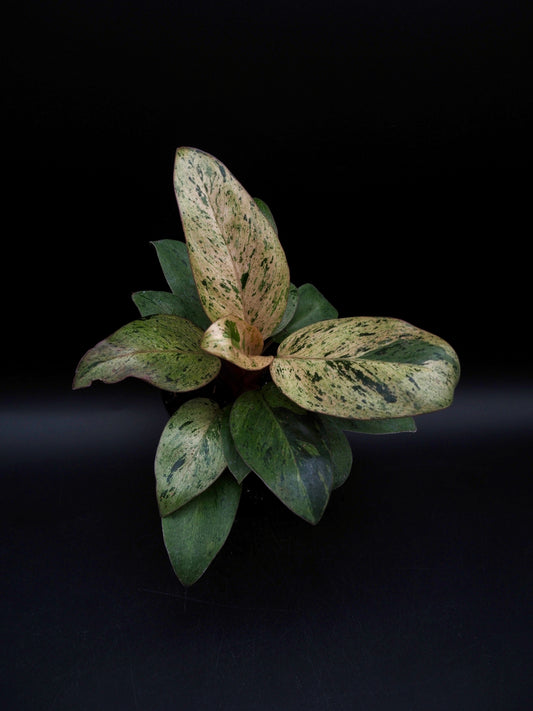 Philodendron Red Congo Dwarf Marble