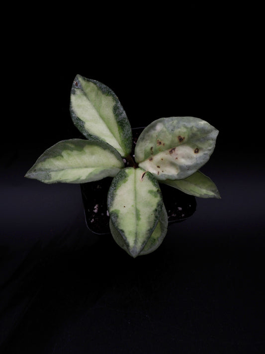 Hoya Argentea Princess