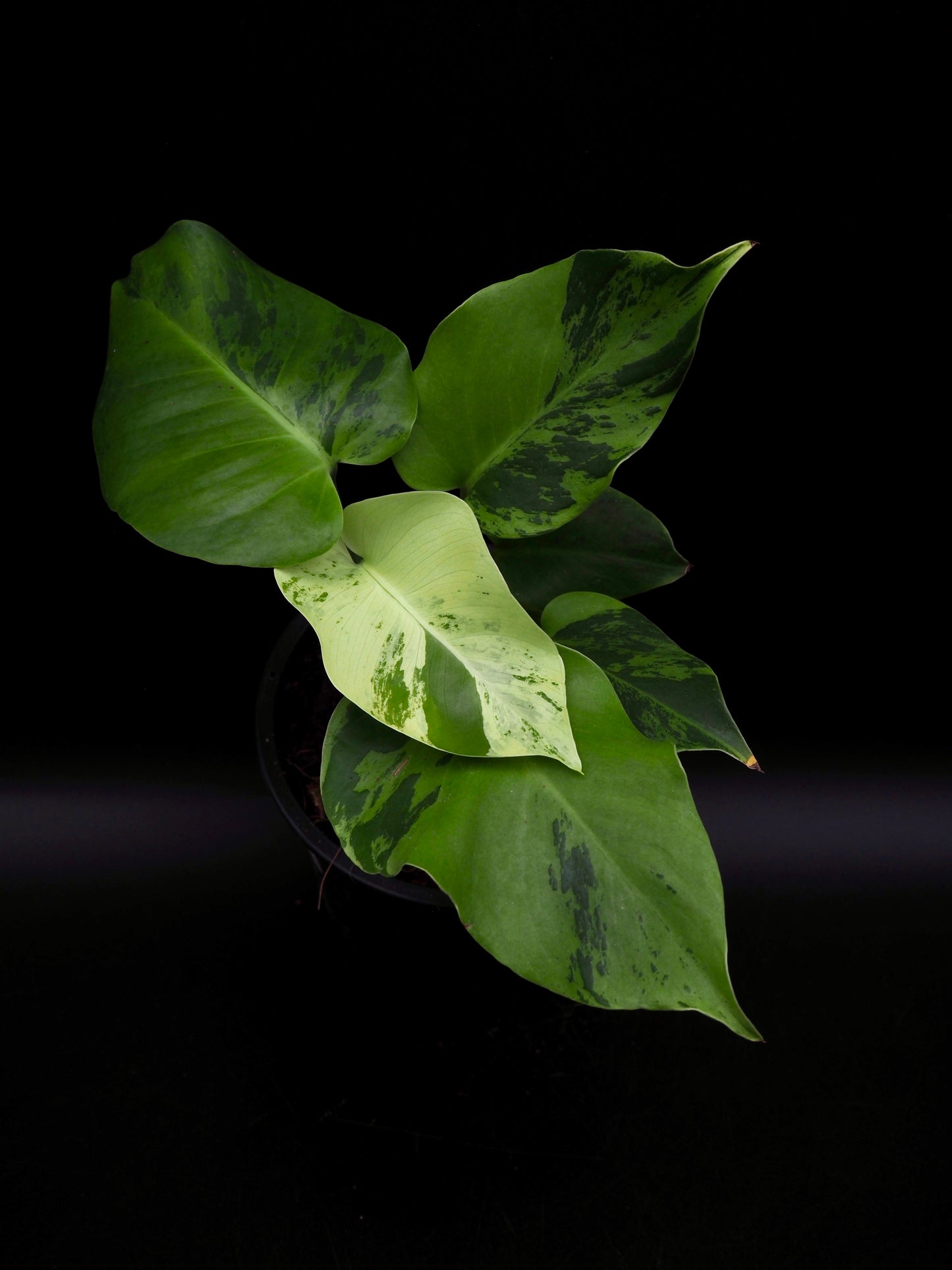 Monstera Light Lime
