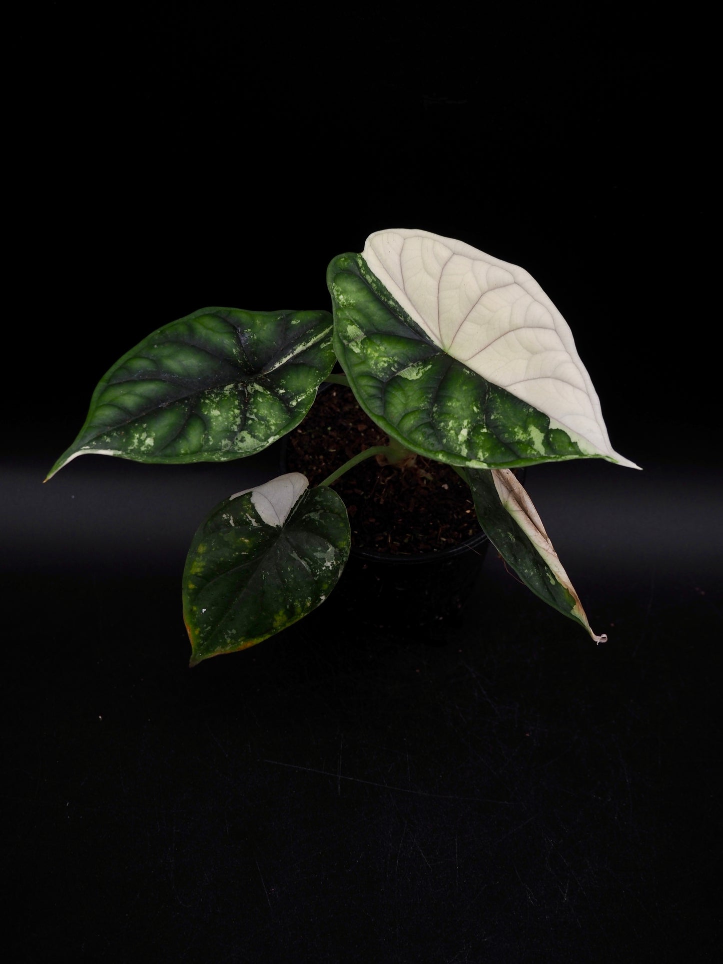 Alocasia Dragon Scale Albo Variegata