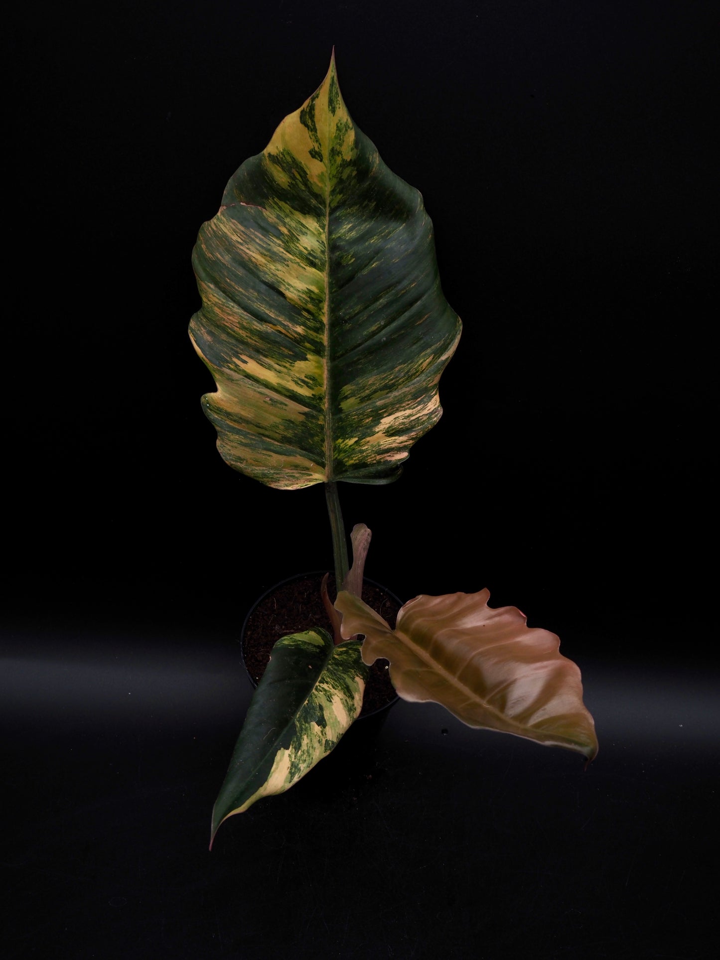 Philodendron Caramel Marble