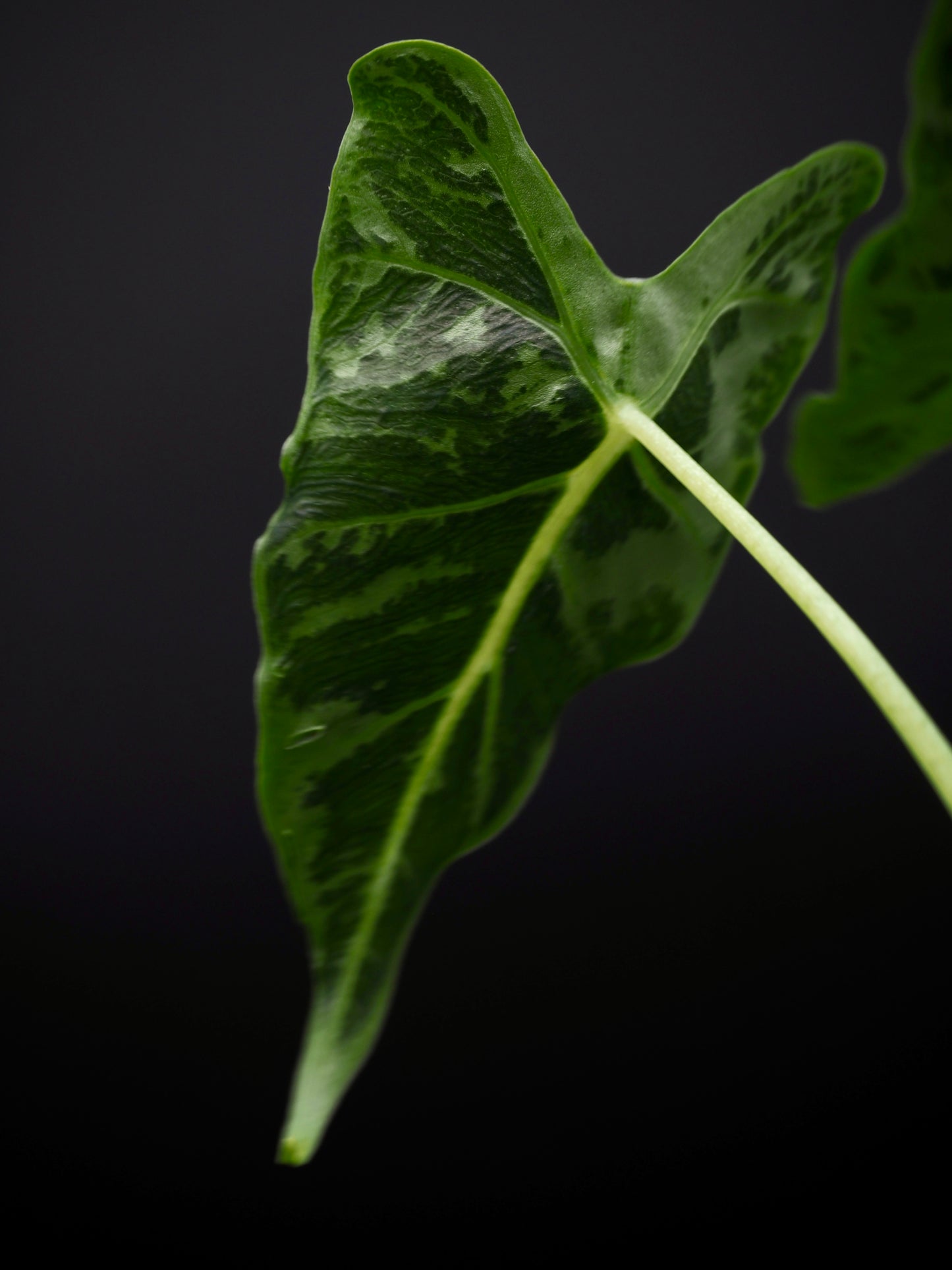 Alocasia Frydek Tatoo