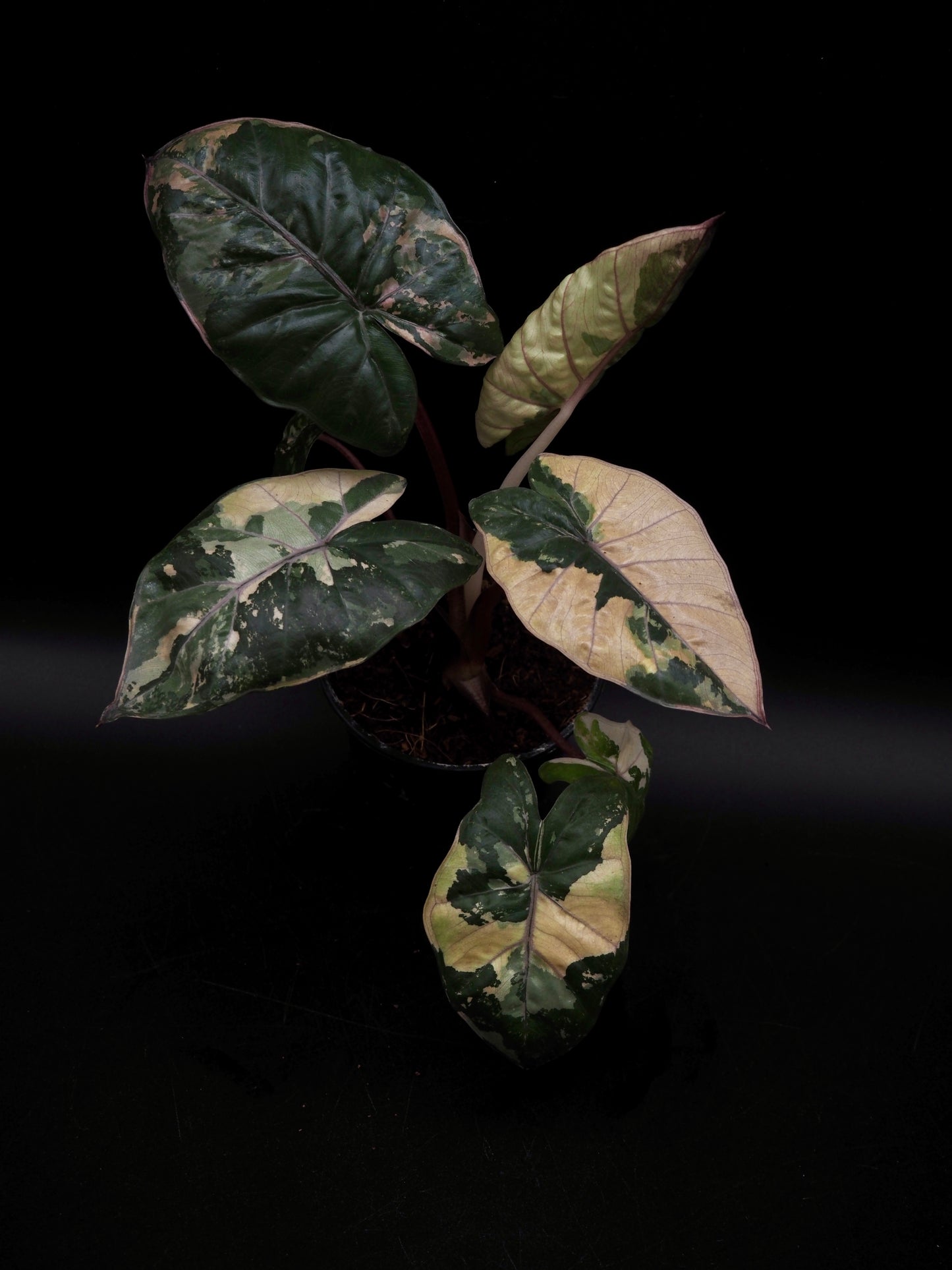 Alocasia Yucatan Princess Pink