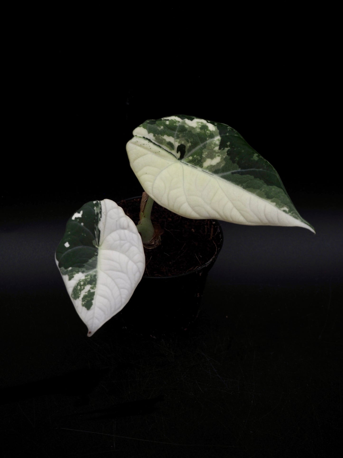 Alocasia Maharani Albo Variegata