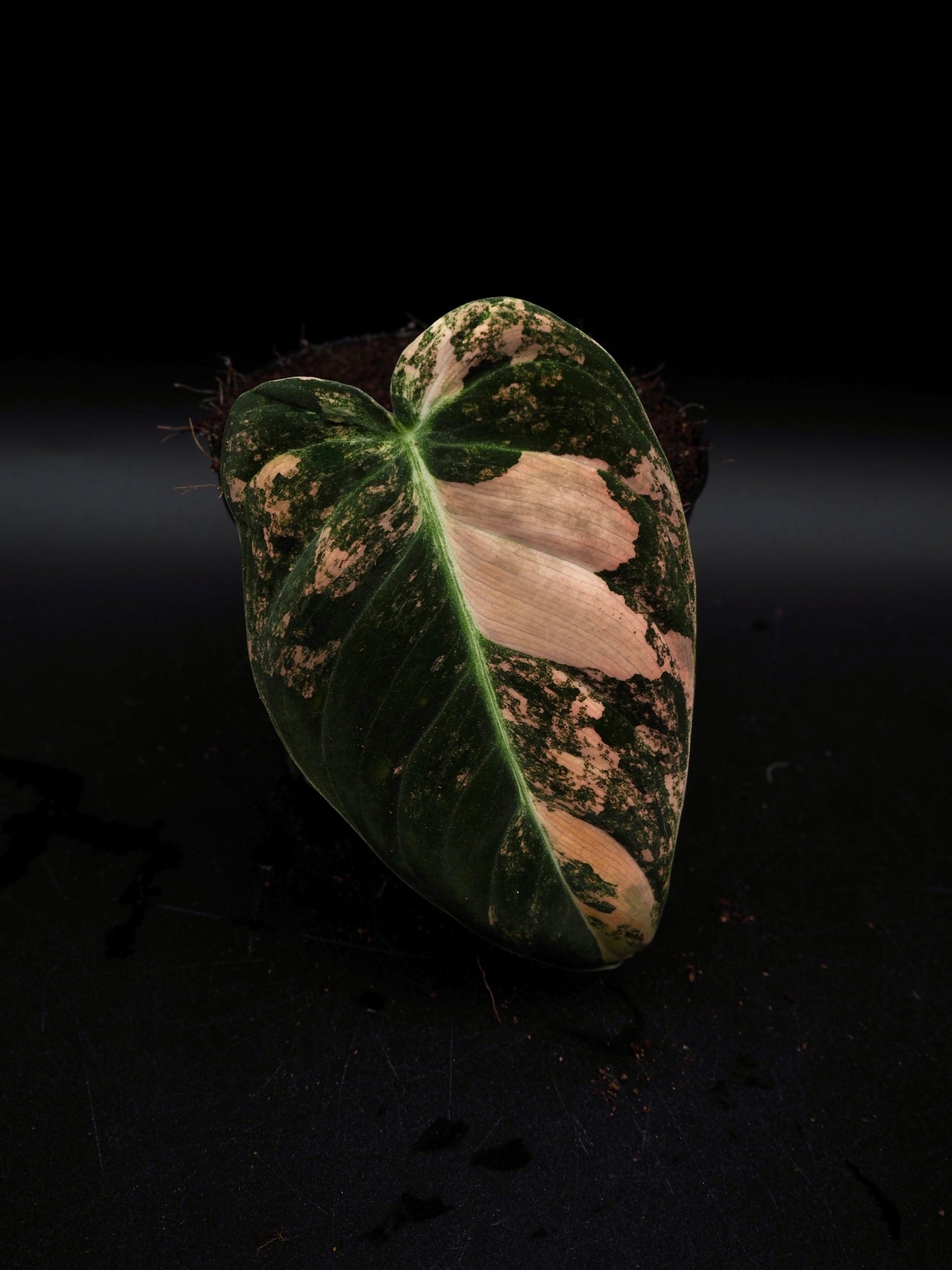 Philodendron Melanochrysum Bonfire