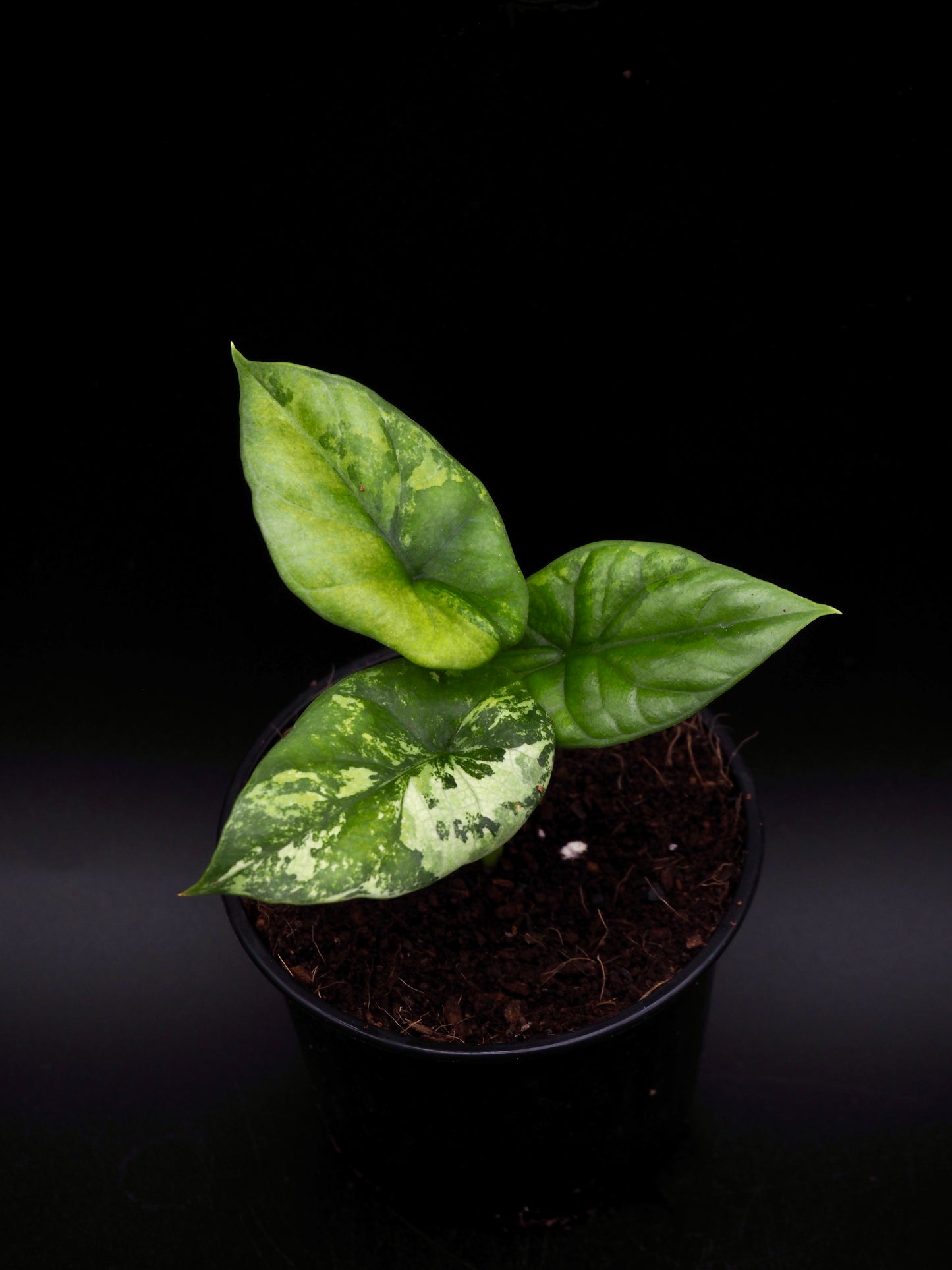 Alocasia Sinuata Albo