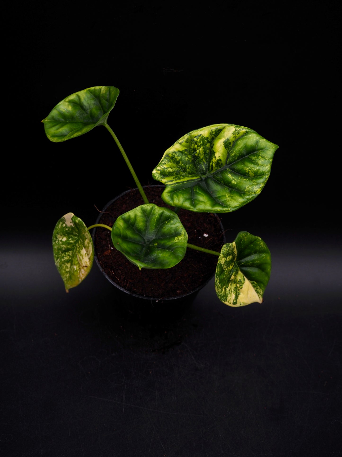 Alocasia Sinuata Aurea