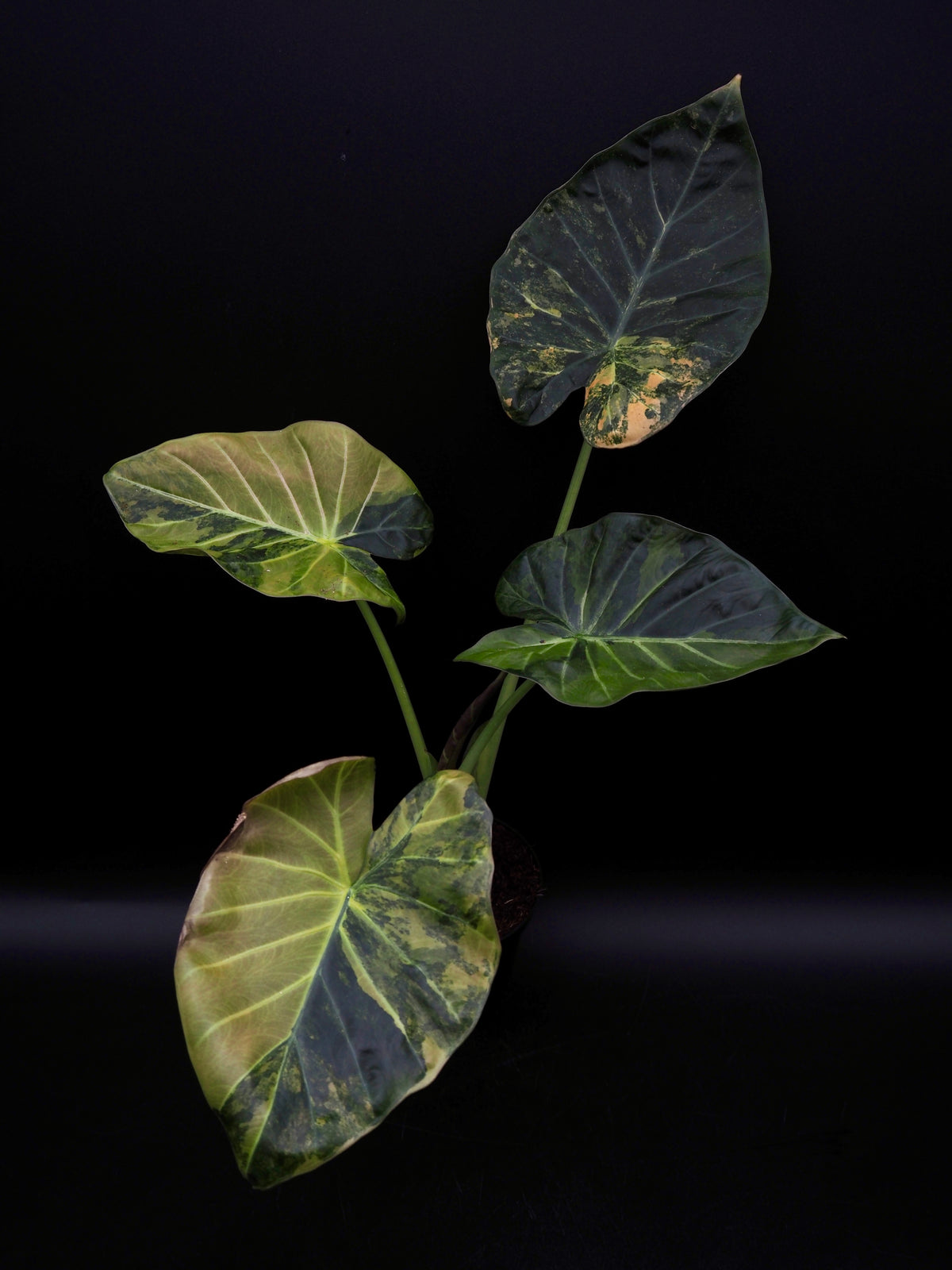 Alocasia Regal Bouclier Aurea