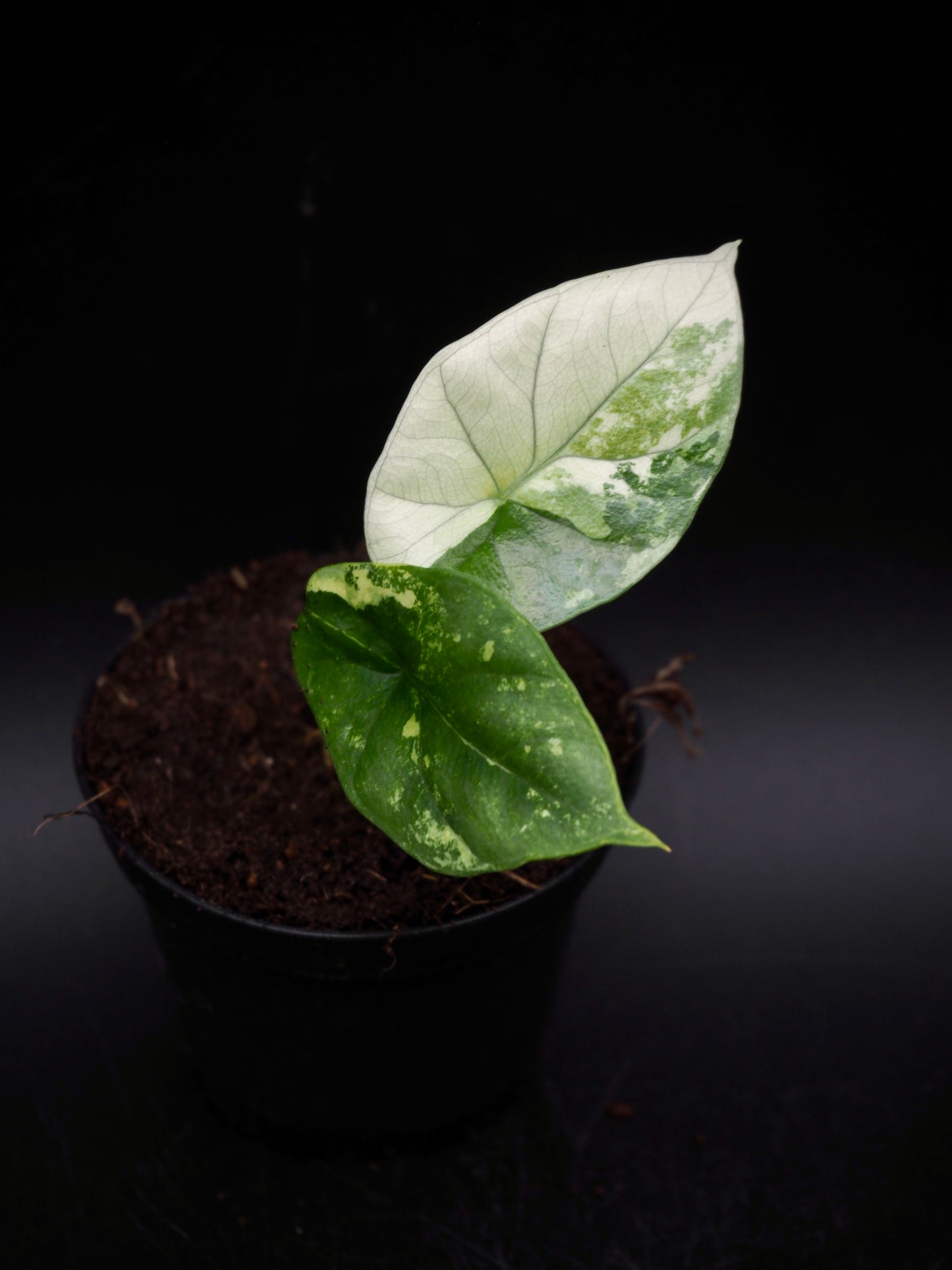 Alocasia Sinuata Albo