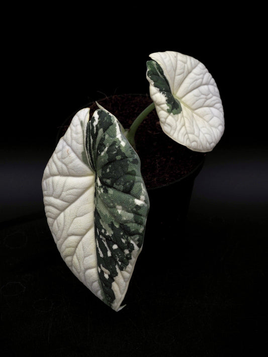 Alocasia Melo Albo