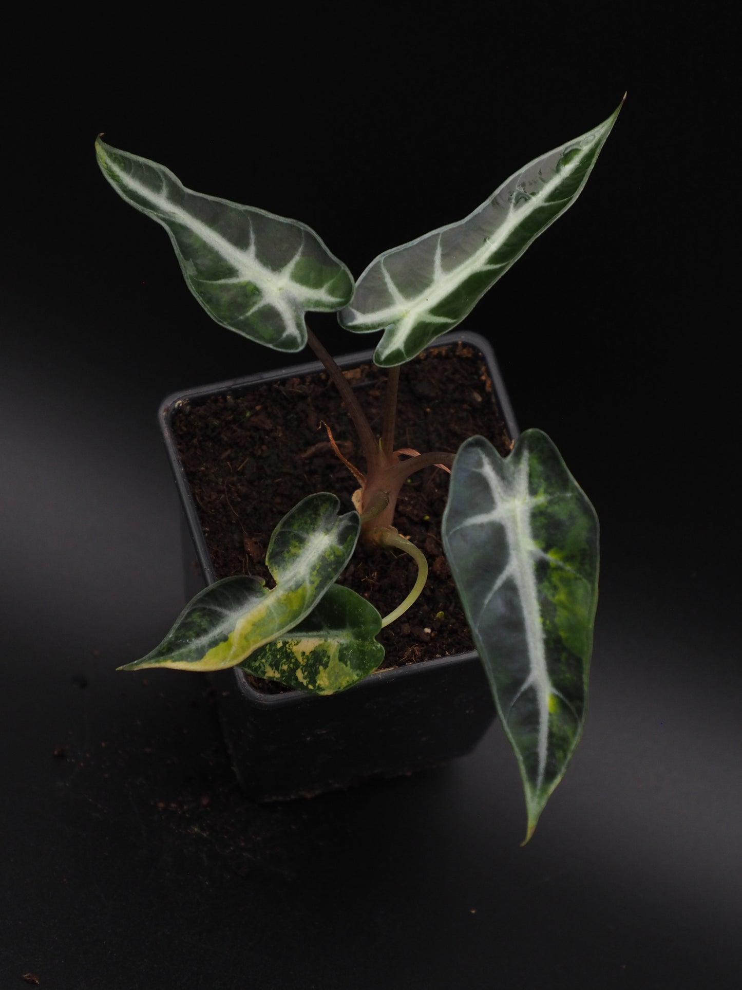 Alocasia Bambi Aurea