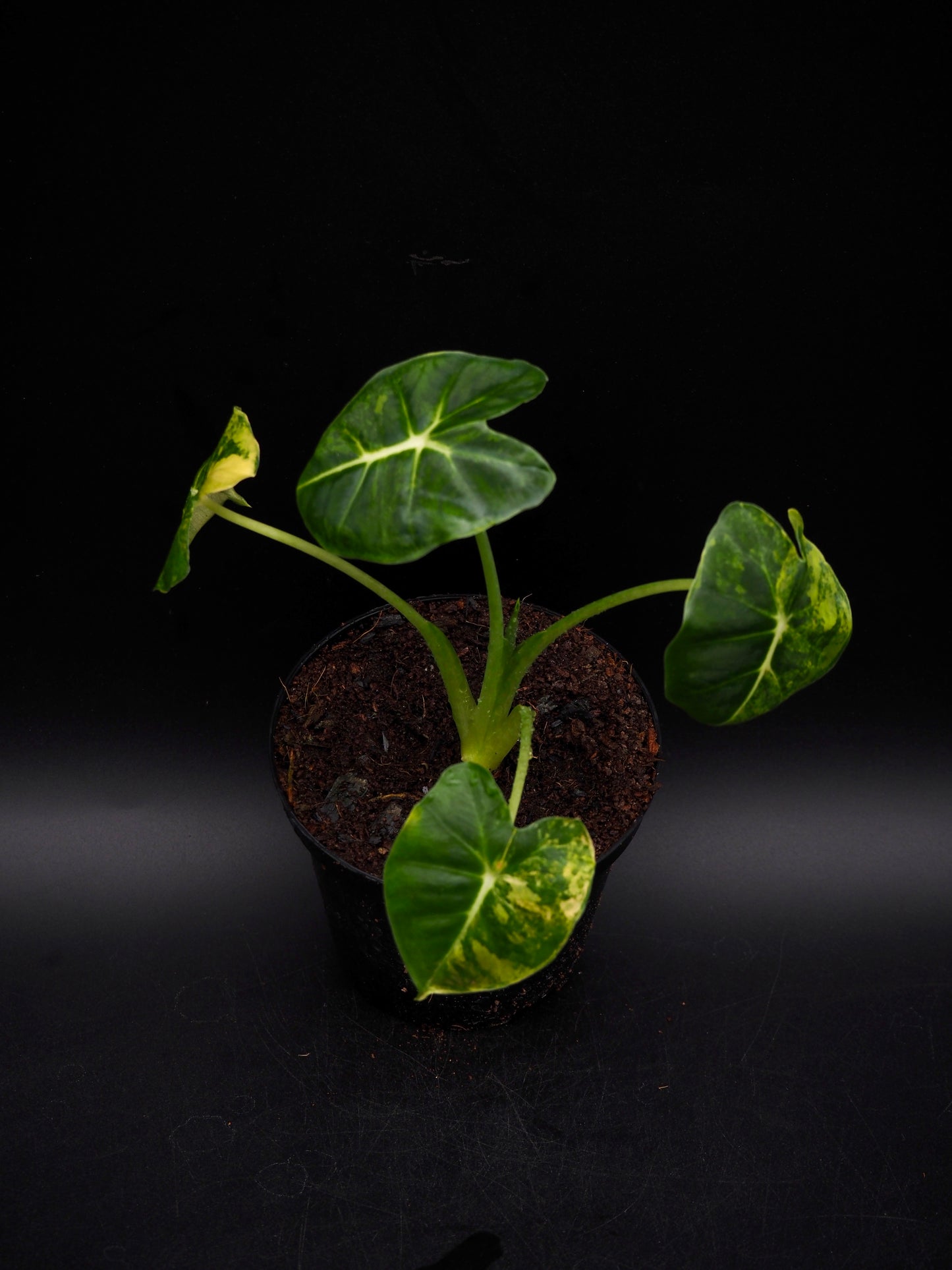 Alocasia Frydek Dorayaki