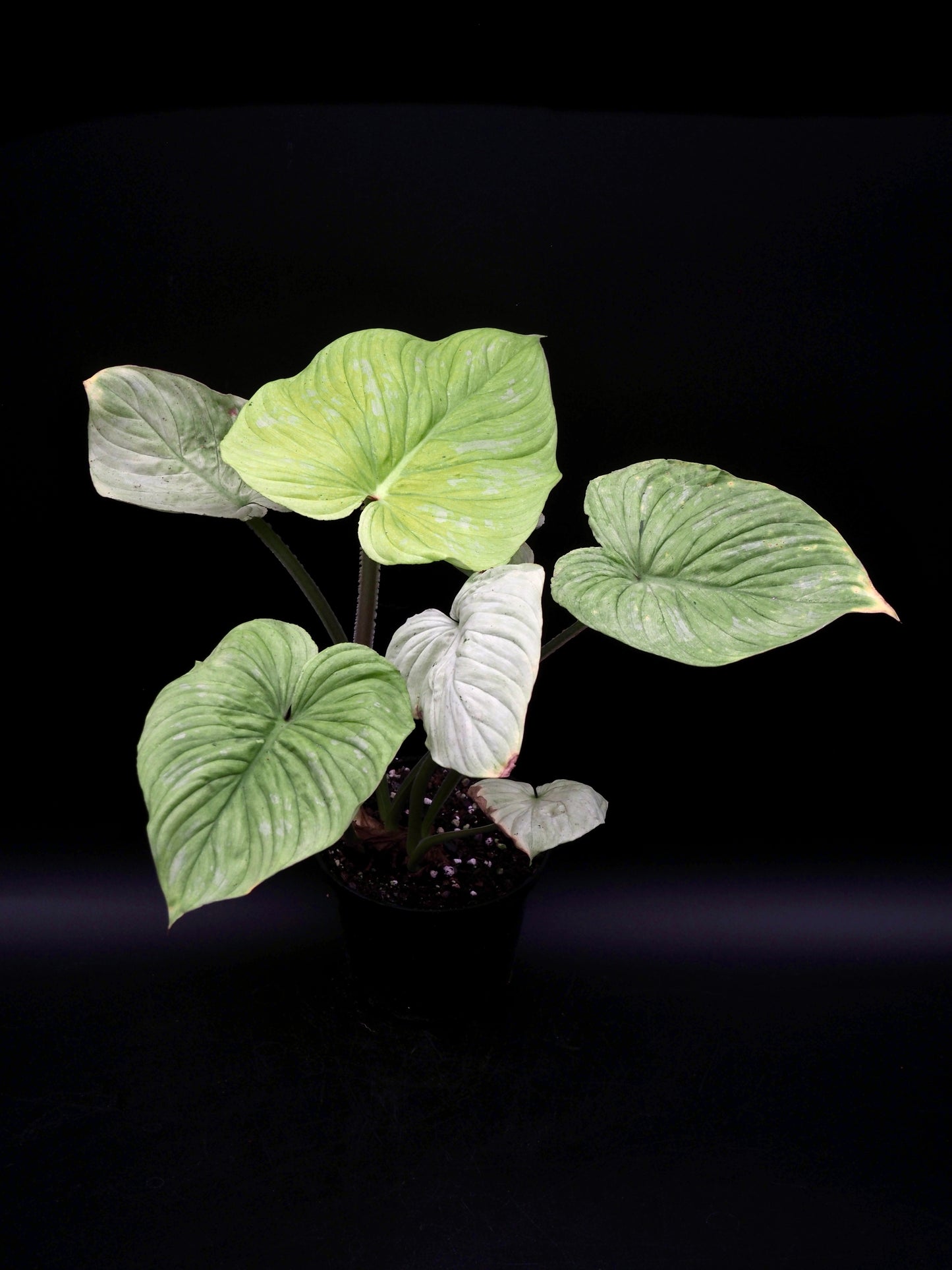 Philodendron Mamei Variegata