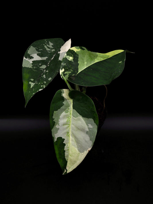 Syngonium Chiapense Variegata