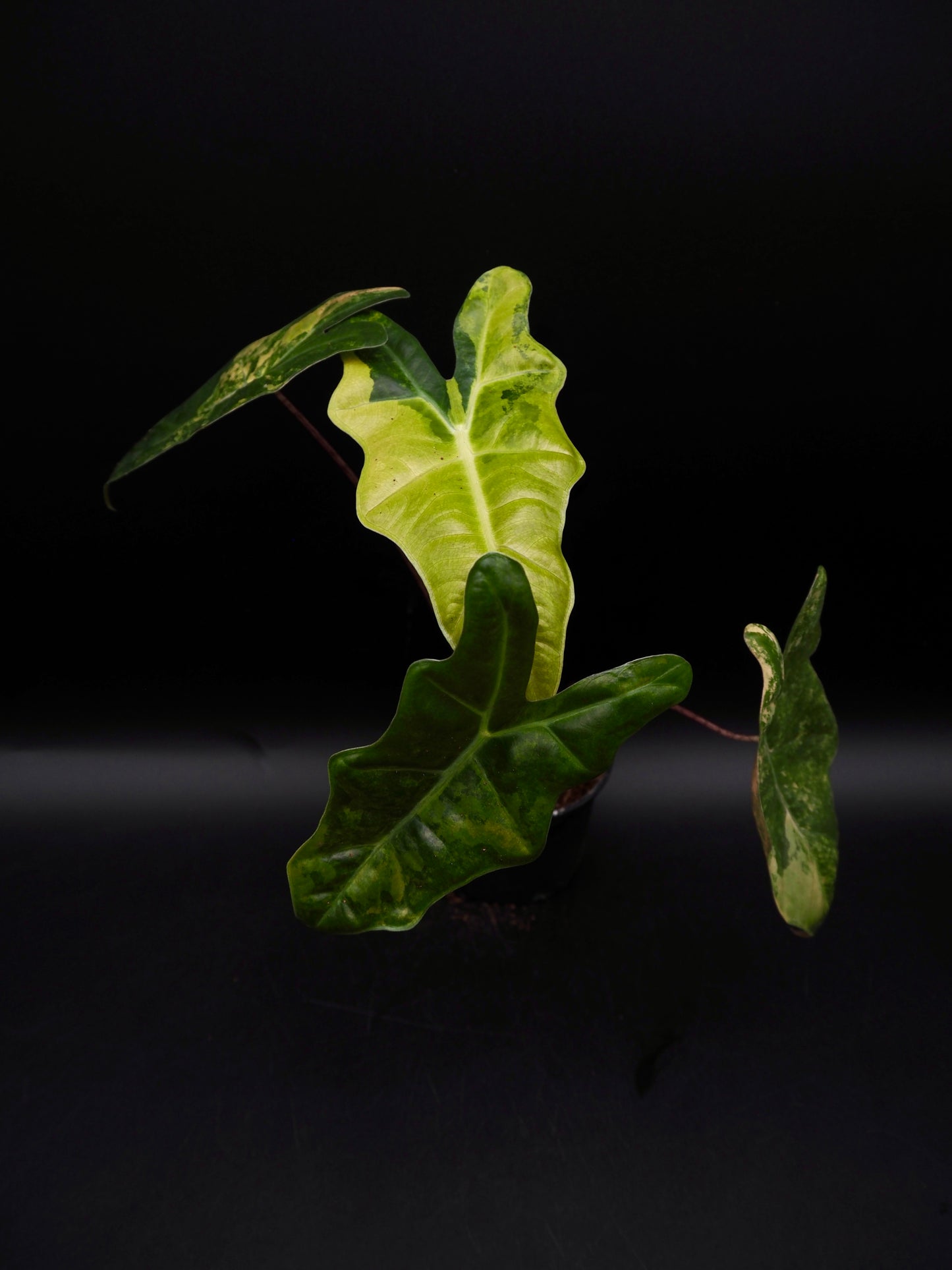Alocasia Pseudo Sanderian Aurea