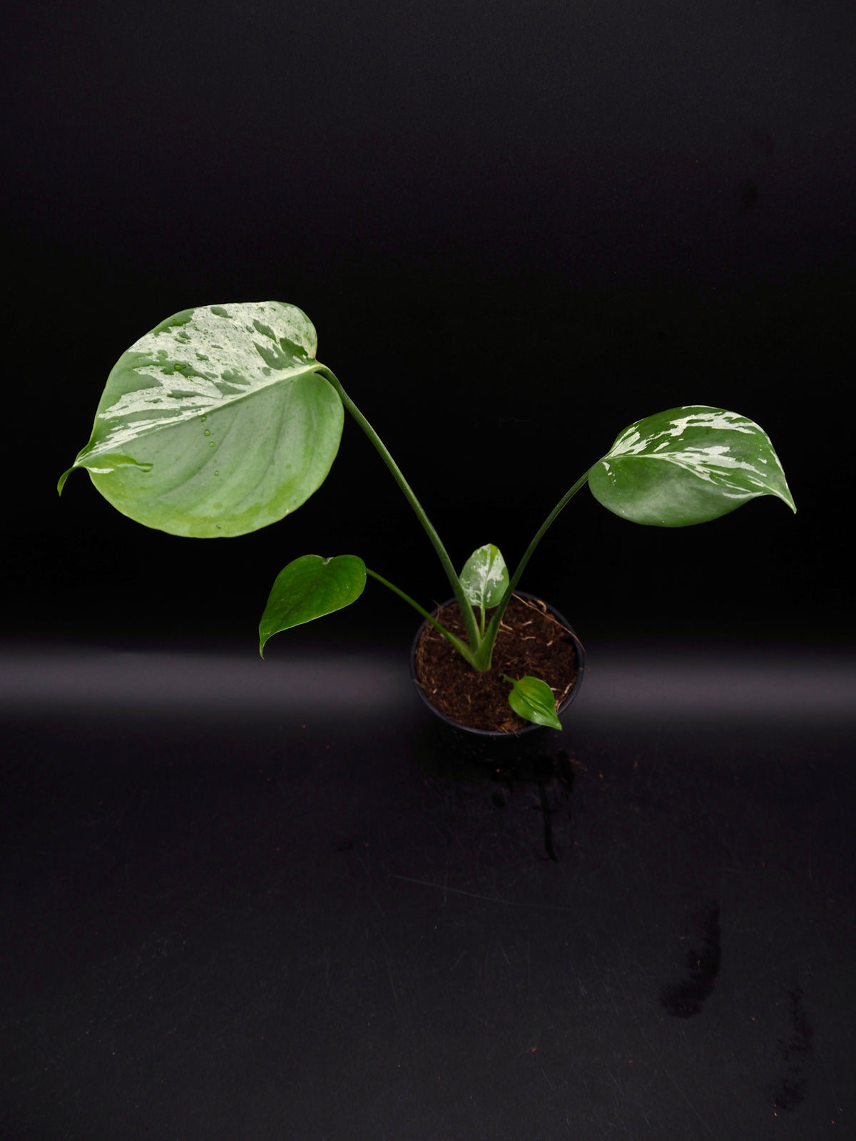 Monstera Bulbasaur