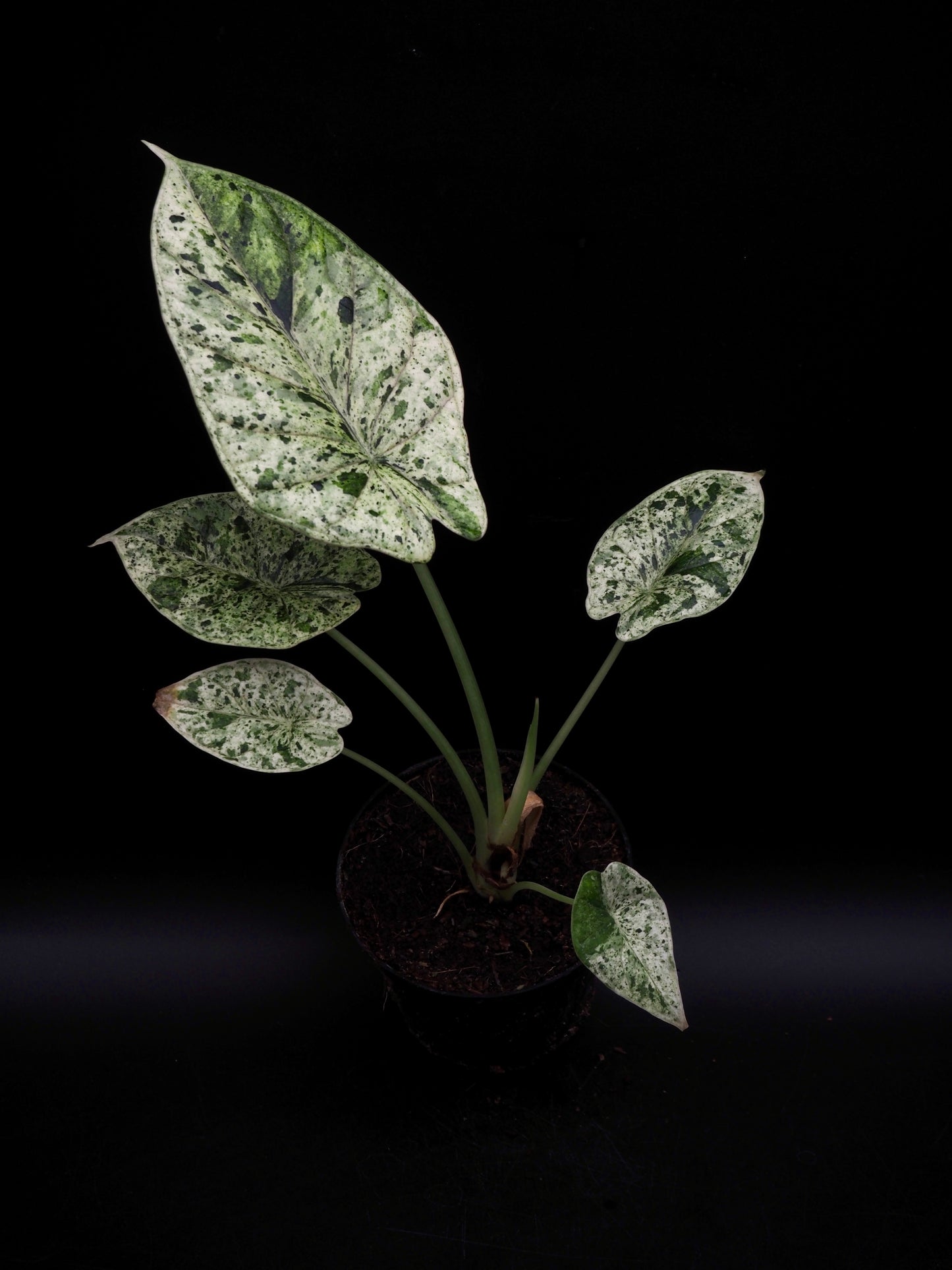 Alocasia Dragon Scale Menthe Variegata