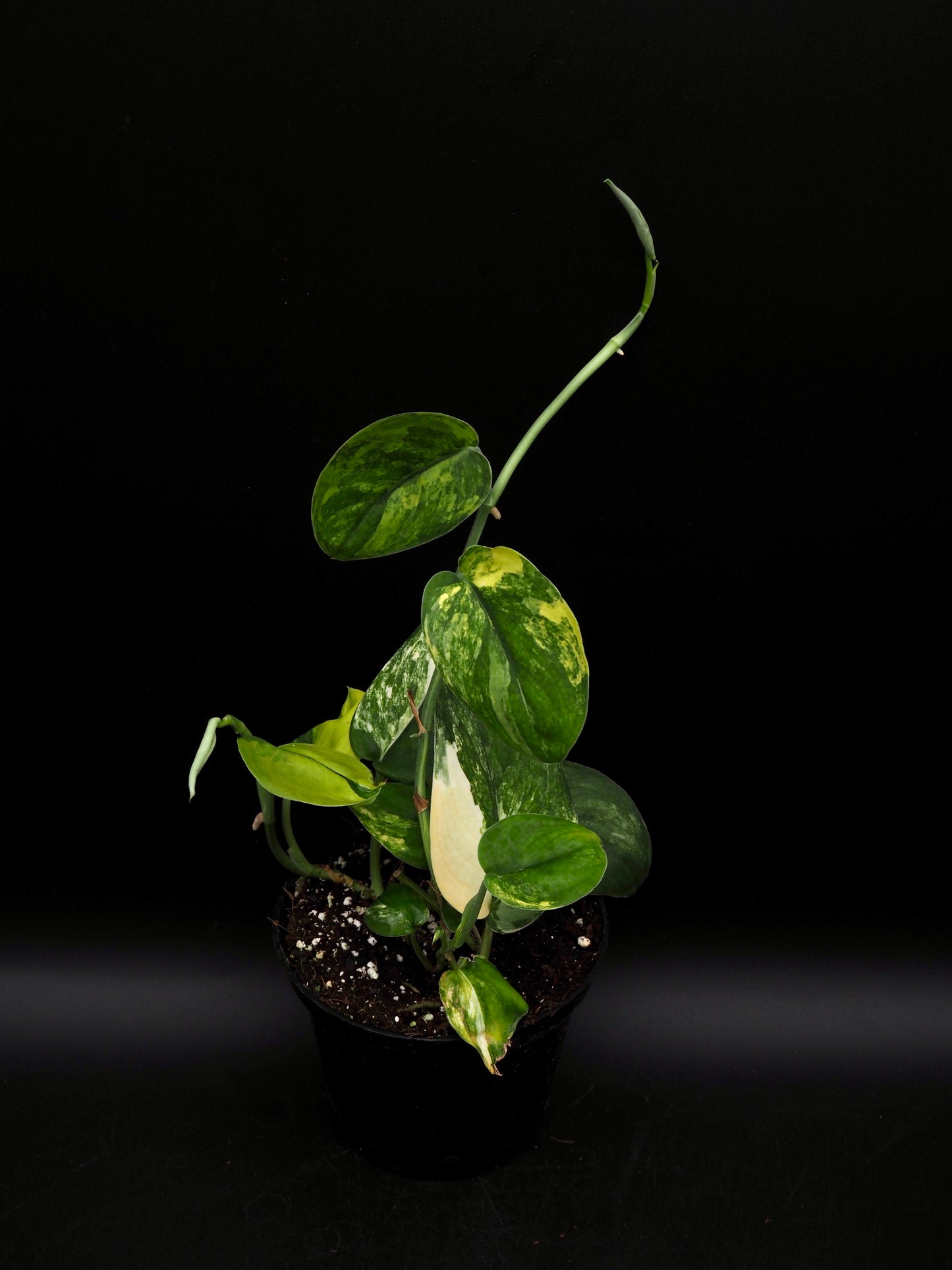 Scindapsus Jade Satin Variegata