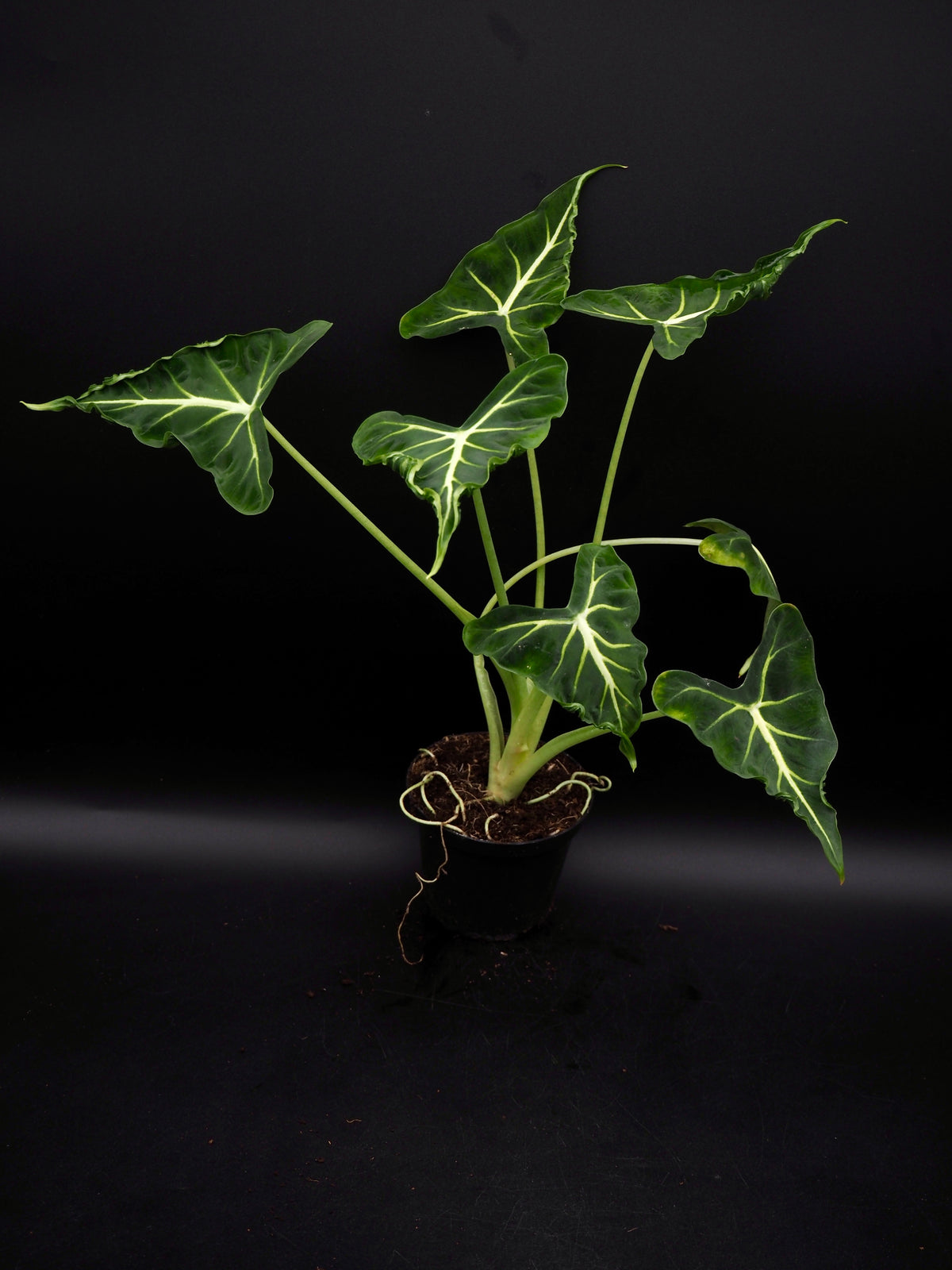 Alocasia Frydek Tatoo / Emerald Tide