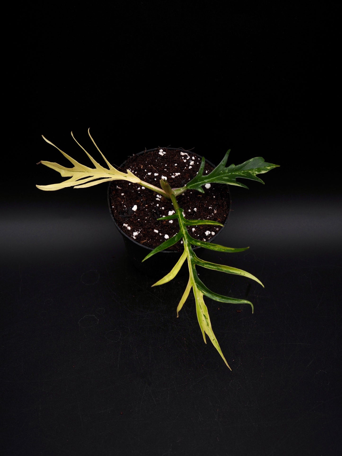 Philodendron Tortum Aurea