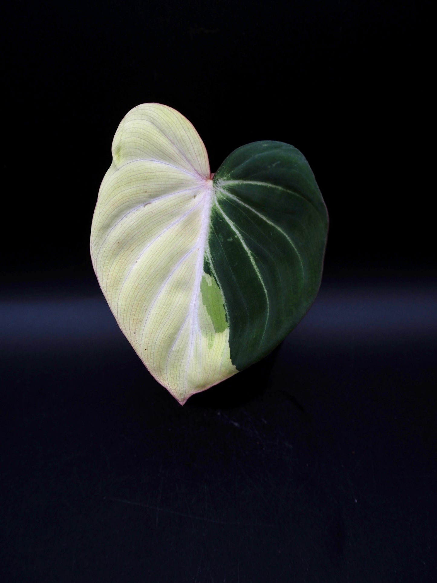 Philodendron Gloriosum Albo Variegata