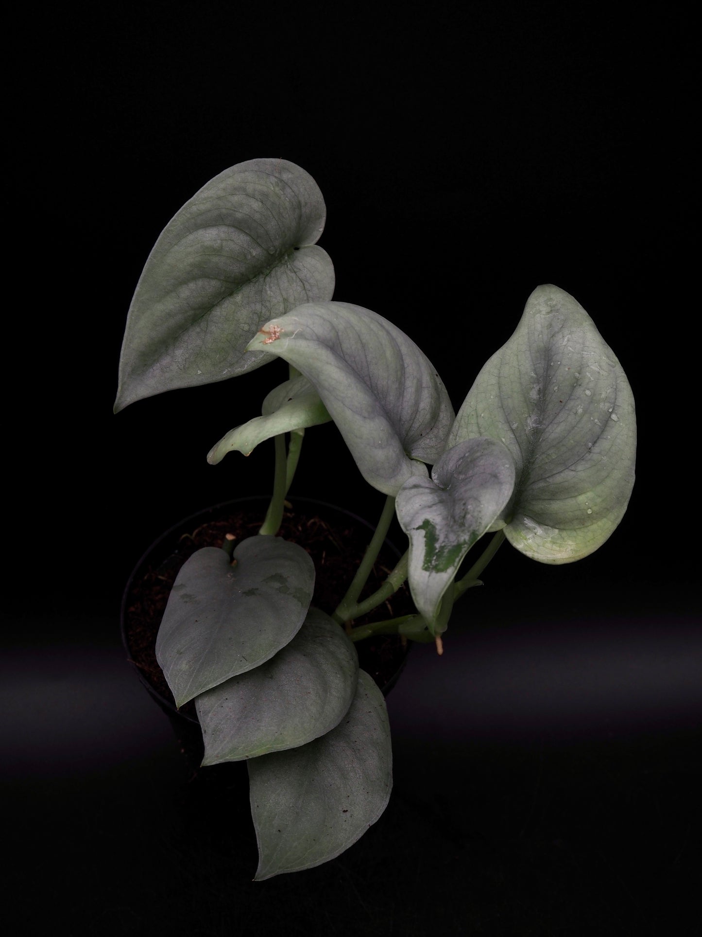 Scindapsus Platine