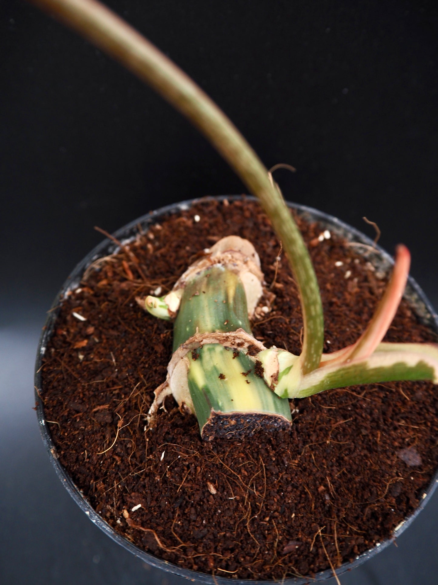 Philodendron Gloriosum Albo Variegata