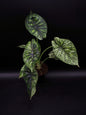 Alocasia Dragon Scale Mint Variegata