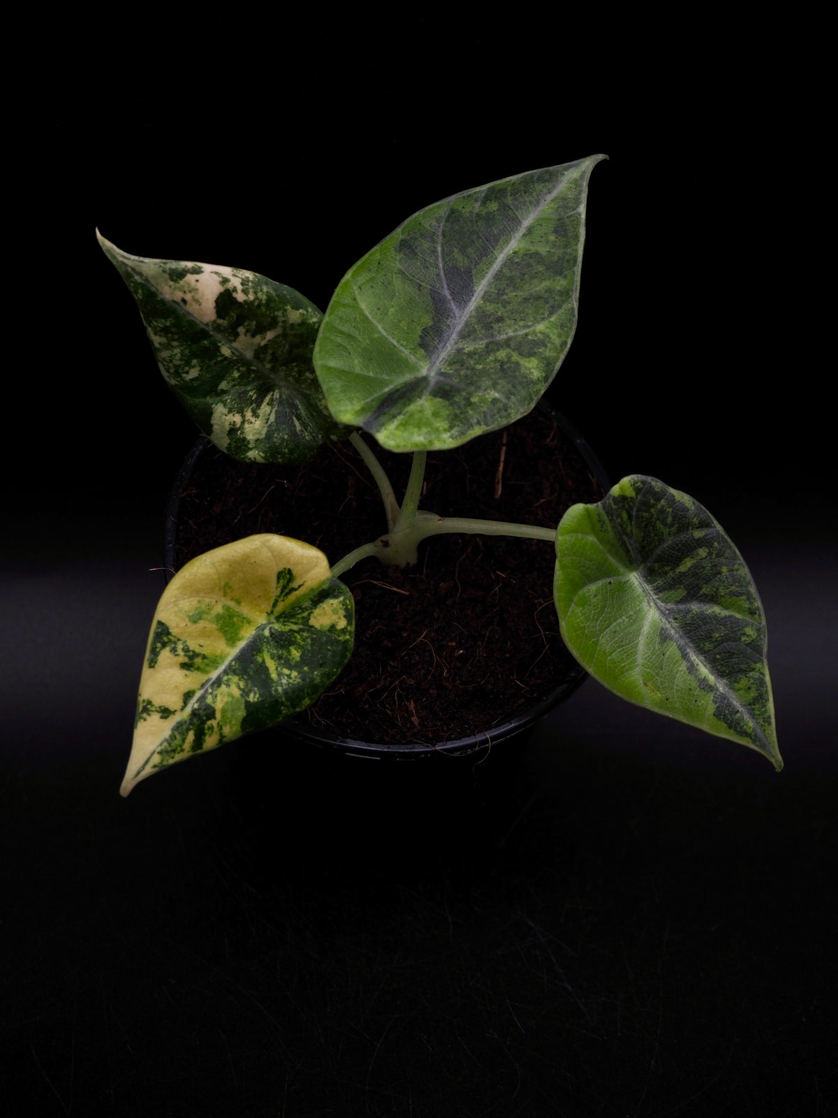Alocasia Maharani Aurea