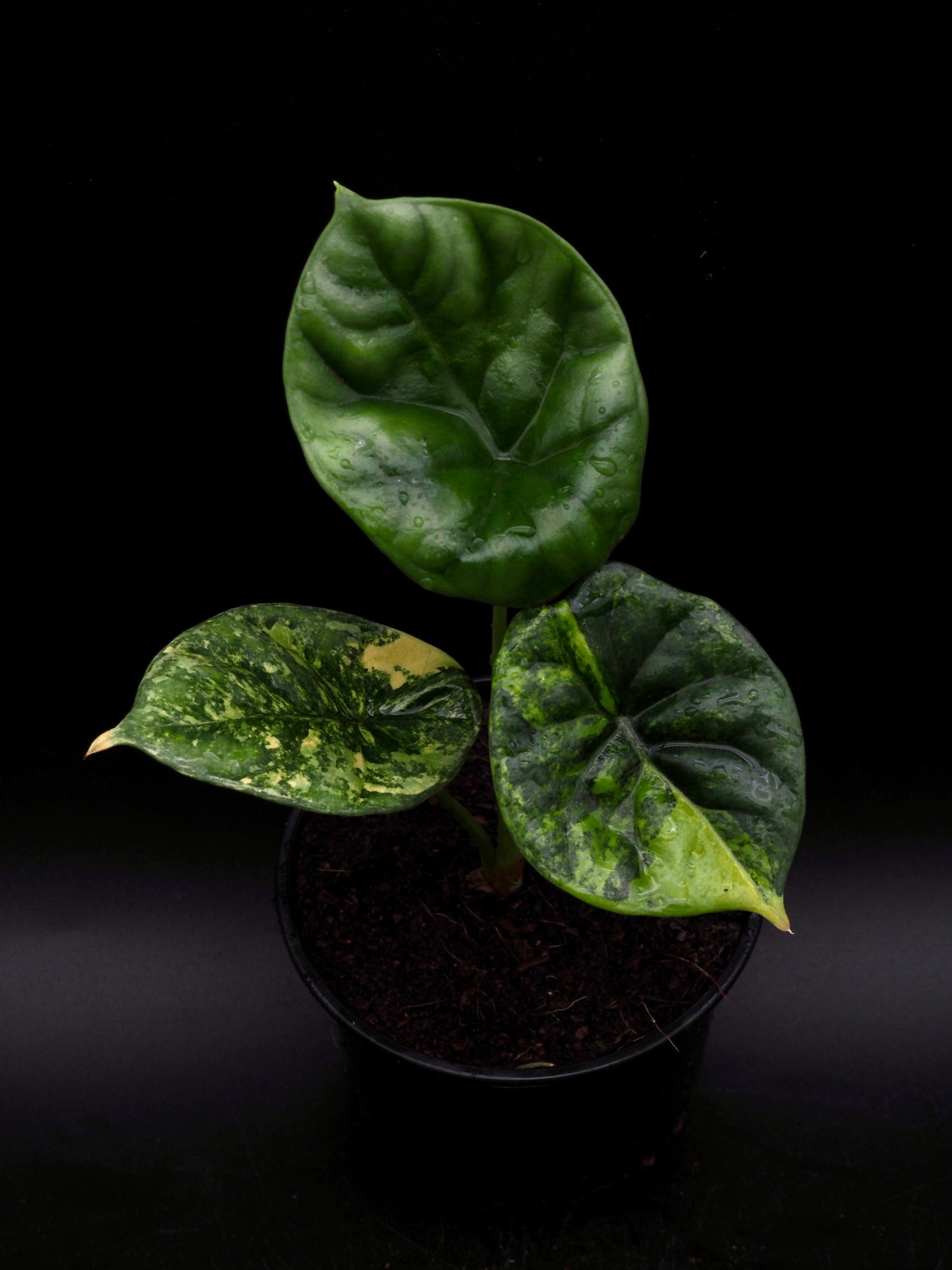 Alocasia Sinuata Aurea