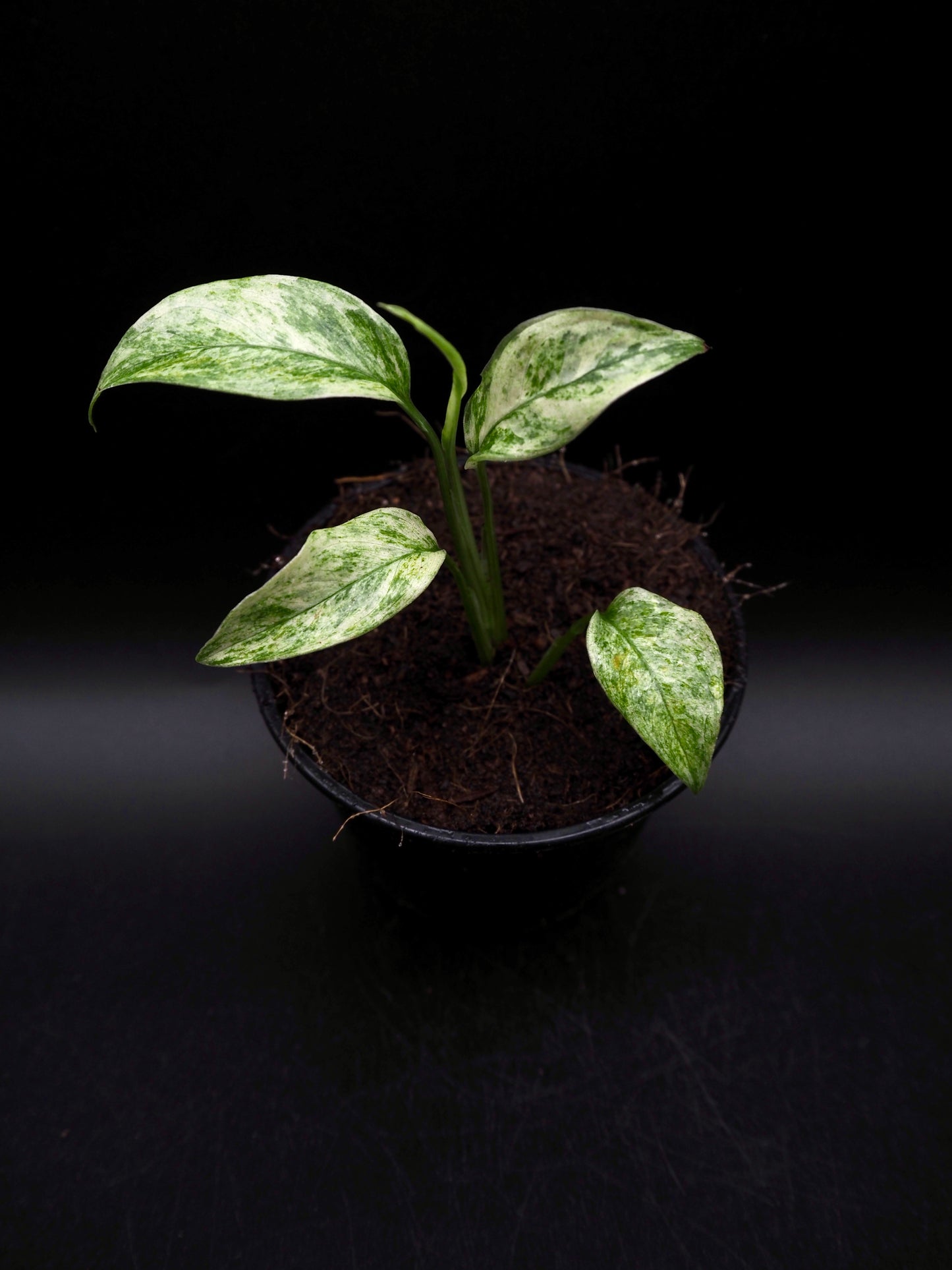 Monstera Laniata Mint