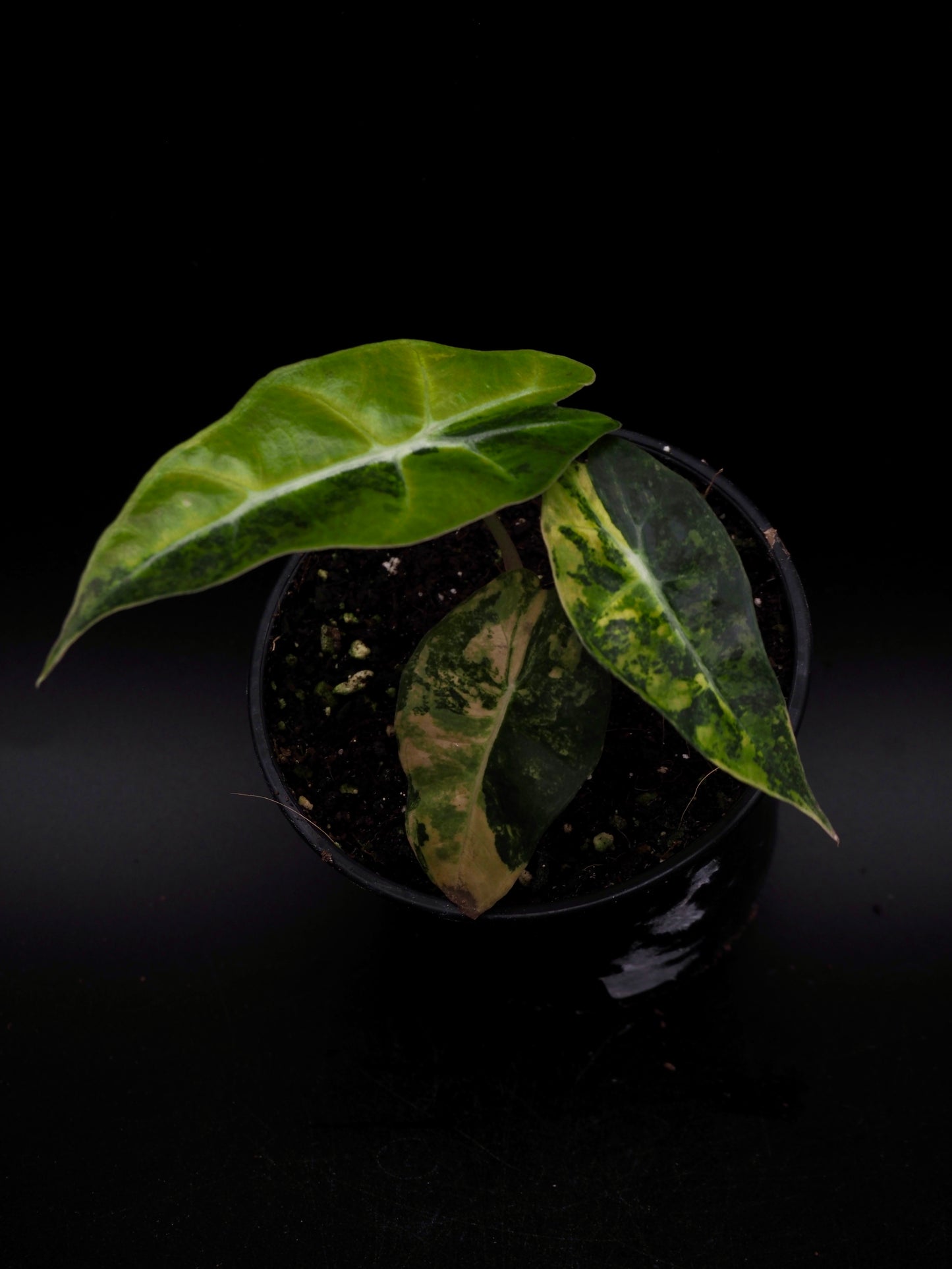 Alocasia Polly Aurea