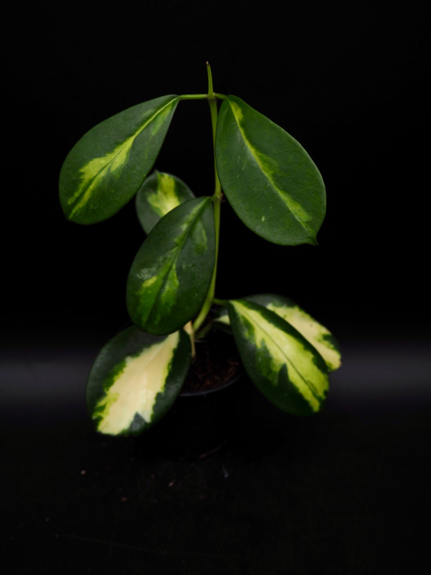 Hoya Maharani Variegata