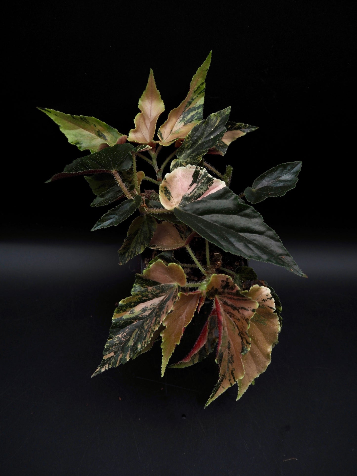 Begonia Ginny Galaxy