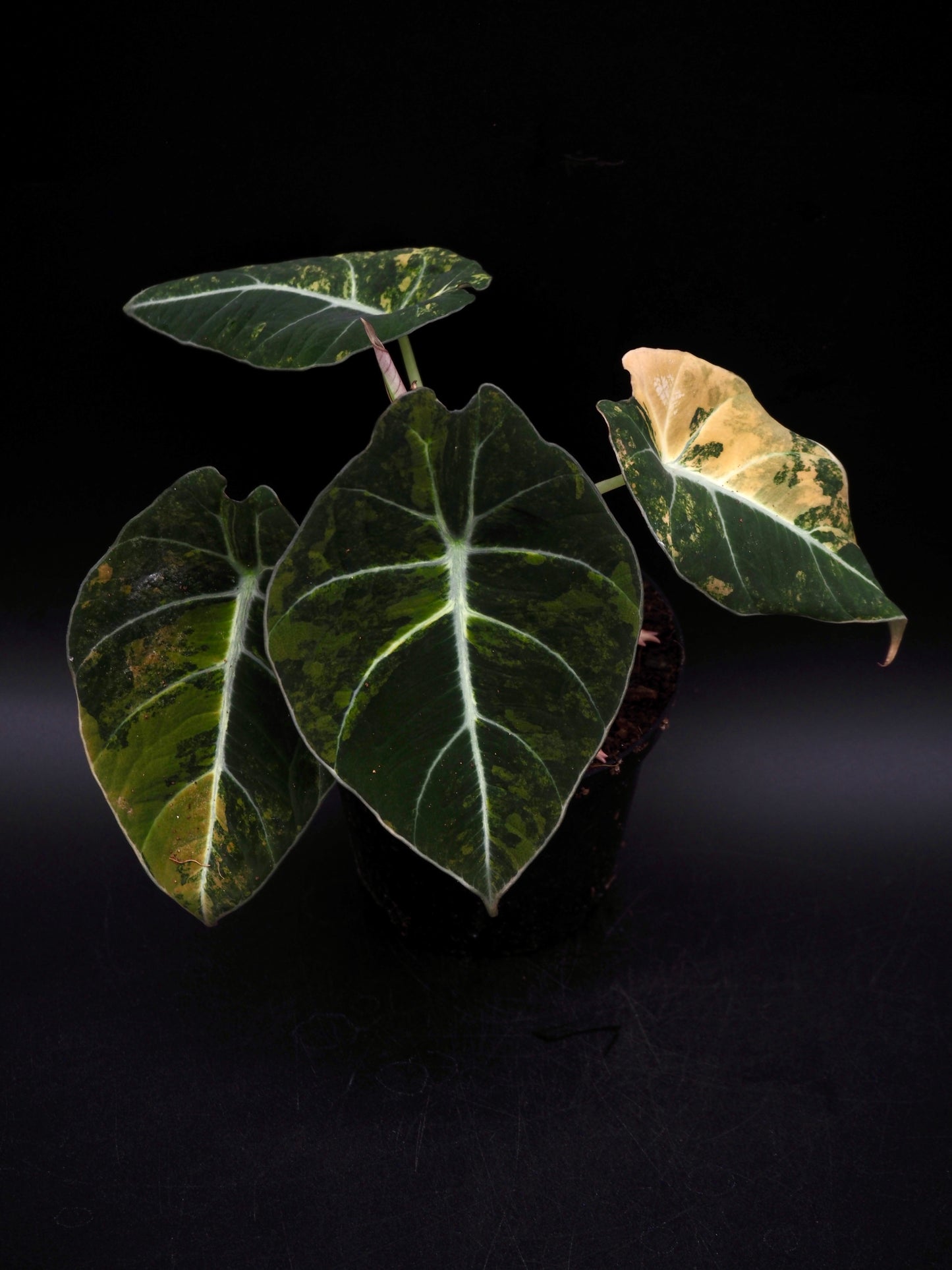 Alocasia Black Velvet Gold
