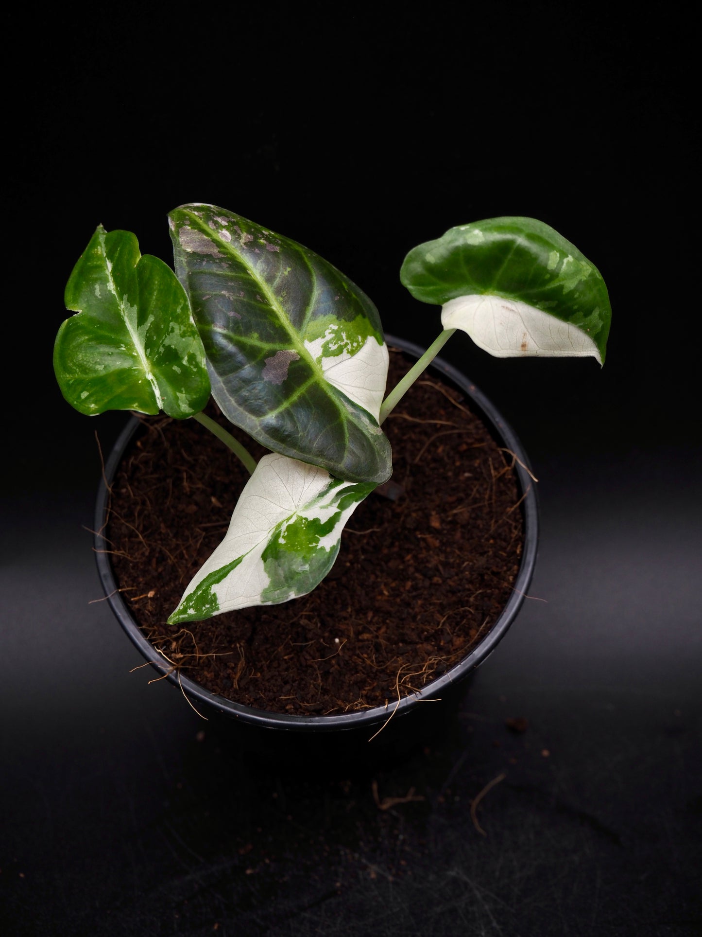 Alocasia Regal Shield Albo