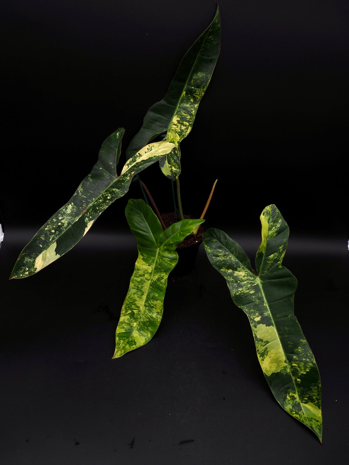 Philodendron Florida Beauty x Billitiea (Jennifer)